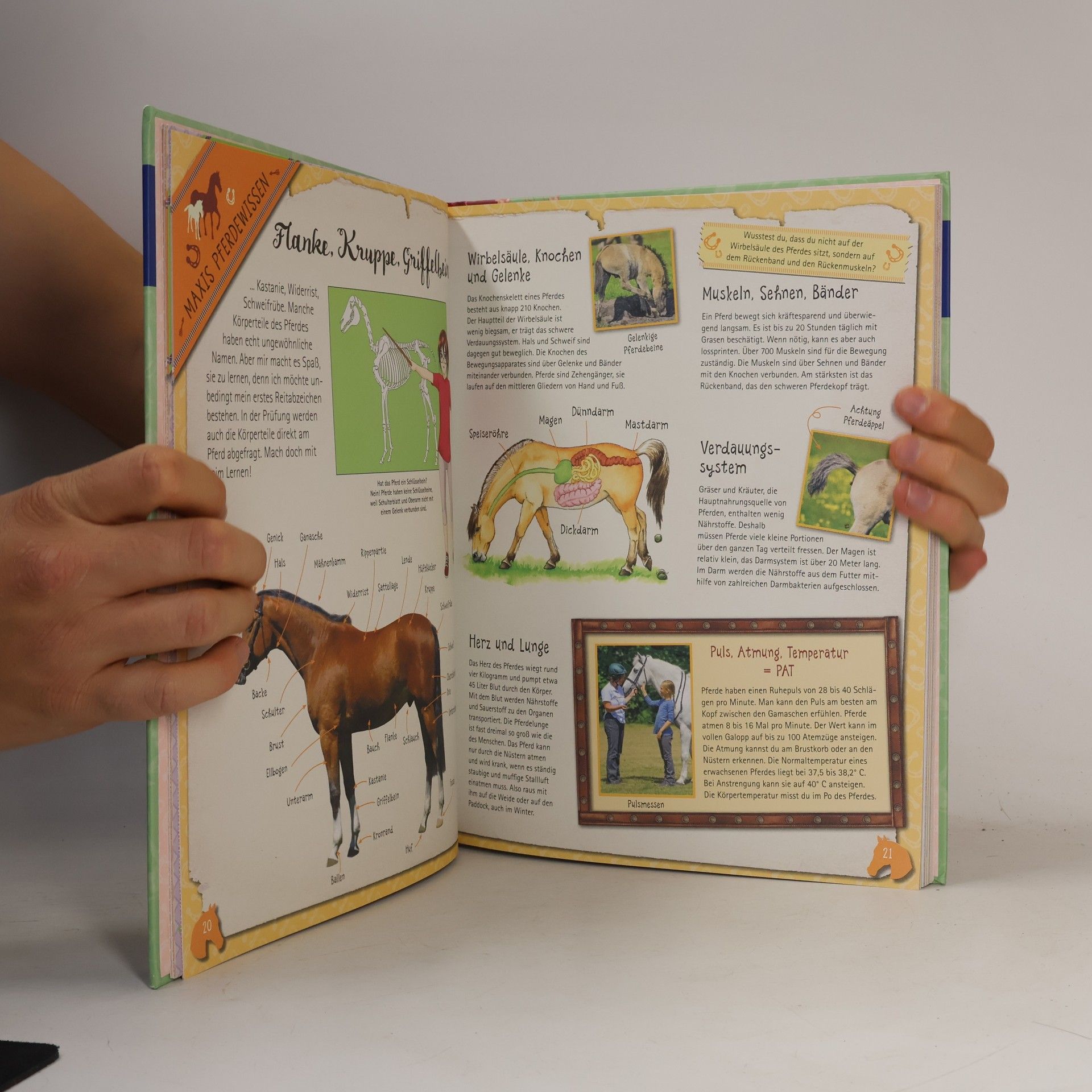 Autores varios Pferde und Reiten