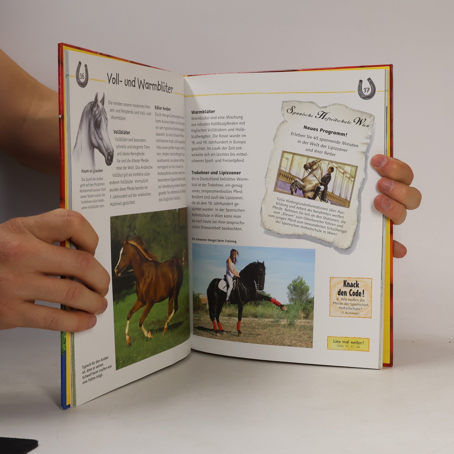 Martina Gorgas Pferde und Ponys