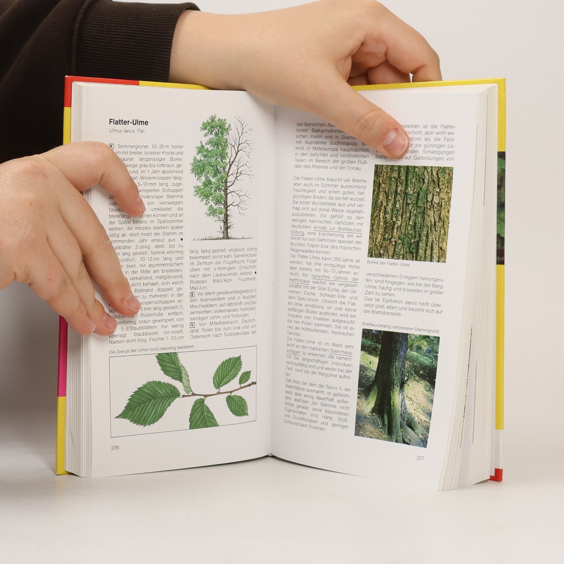 Hans-Ulrich Hecker BLV-Handbuch Bäume und Sträucher