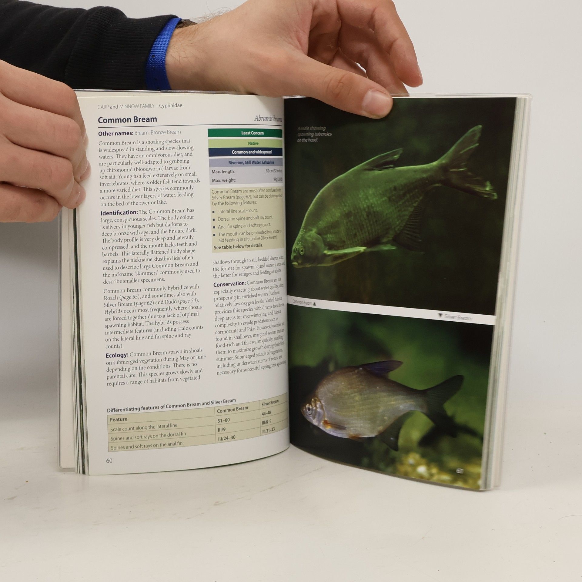 Mark Everard WILDGuides: Britain's Freshwater Fishes