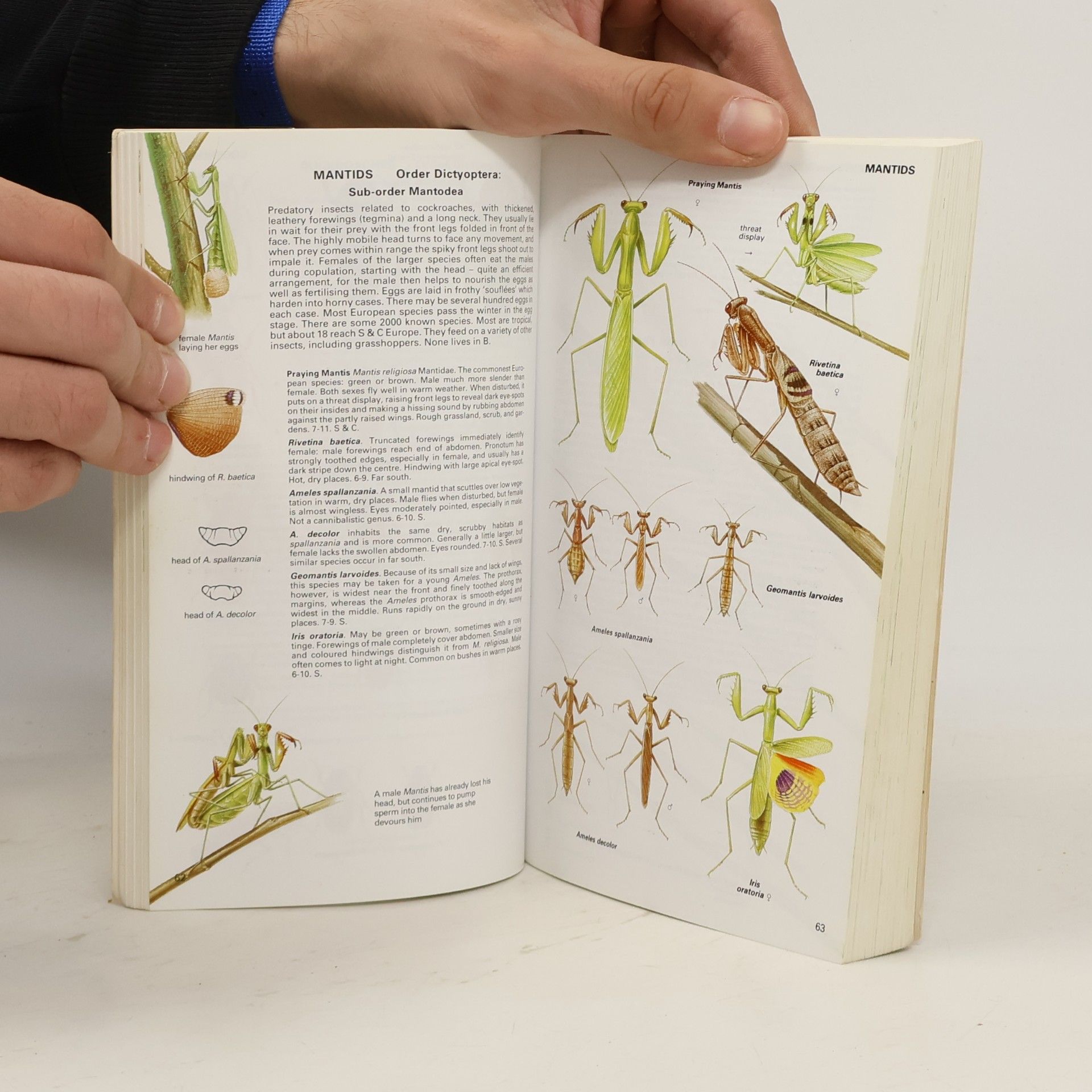 Michael Chinery Insects of Britain and Western Europe - Revised 2007 Edition - Over 2000 Illustrations in Colour