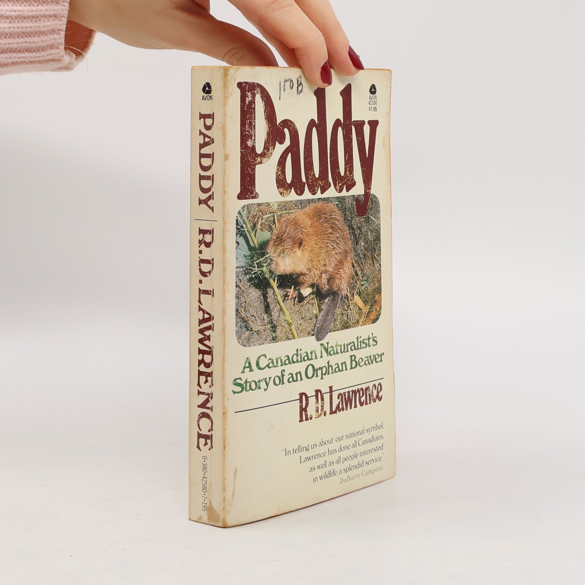 Paddy