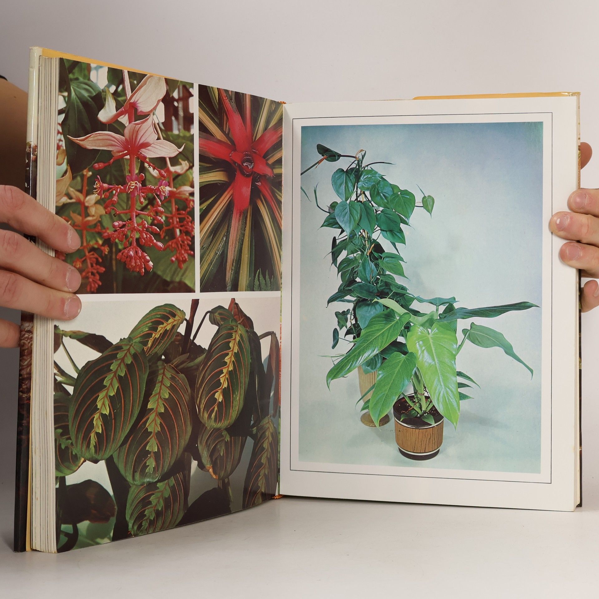 David Squire The Book of Houseplants