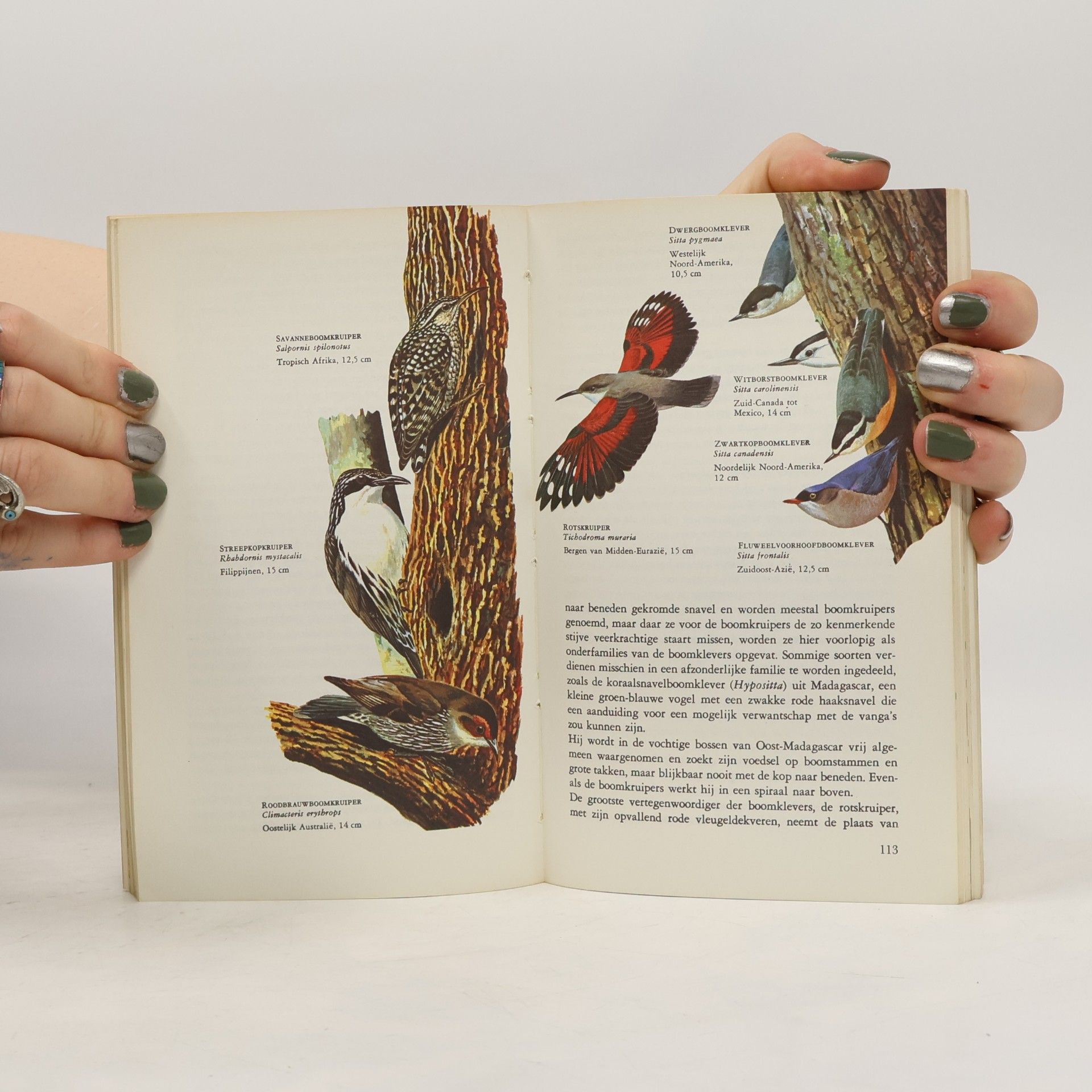 Oliver Luther Austin (Jr) Elseviers gids van de zangvogels