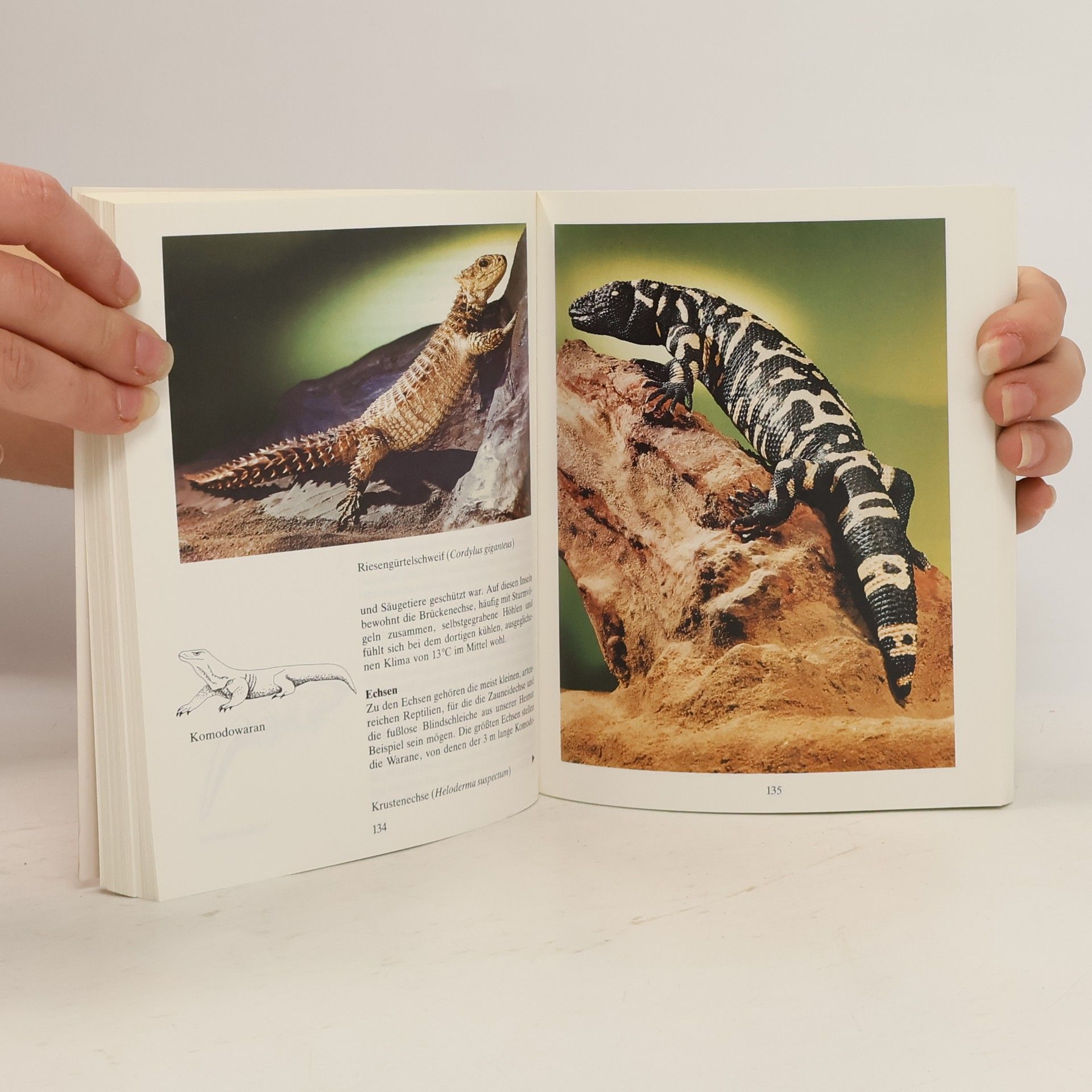 Willi Ziegler Naturmuseum Senckenberg