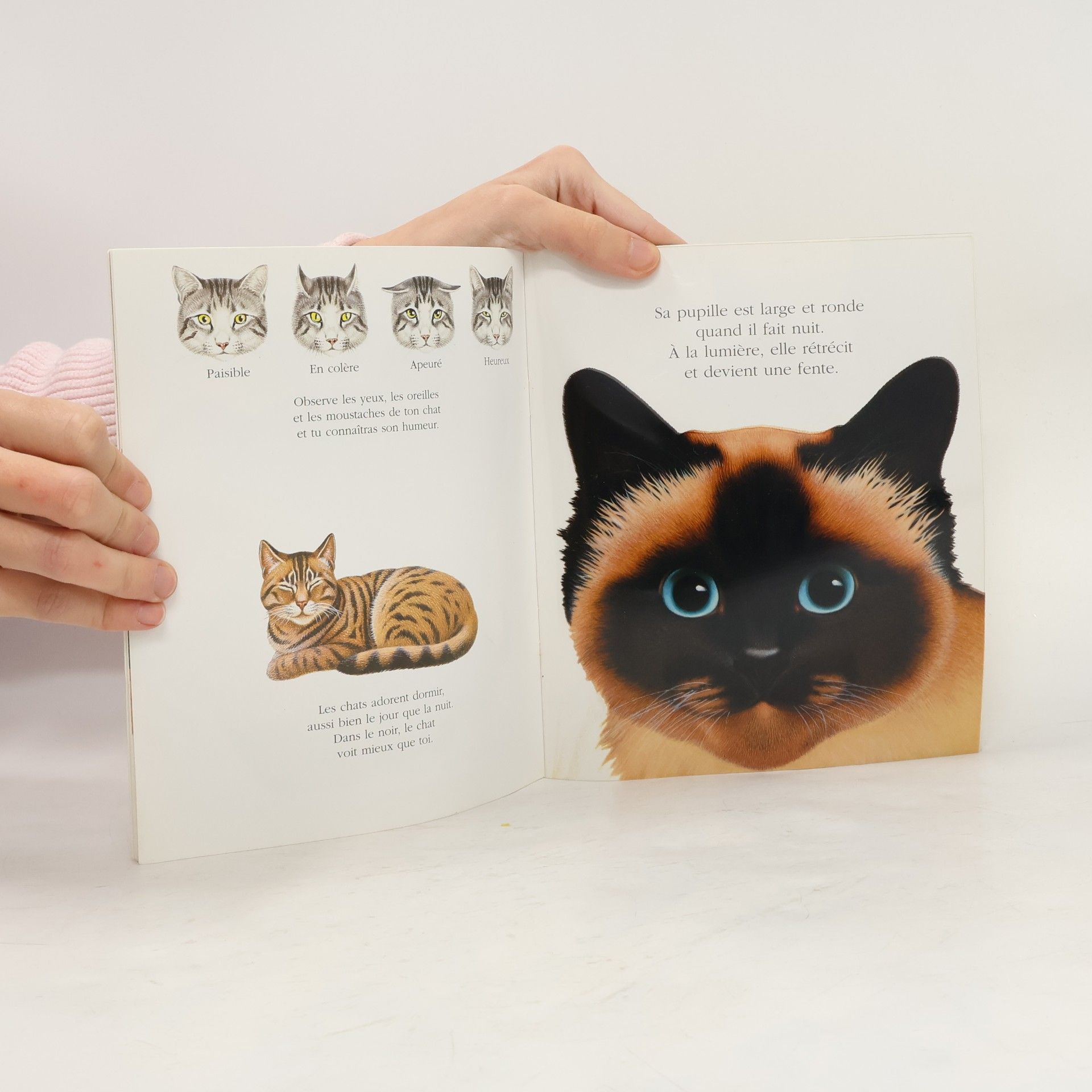 Various authors Cache-cache avec Les chats et les félins