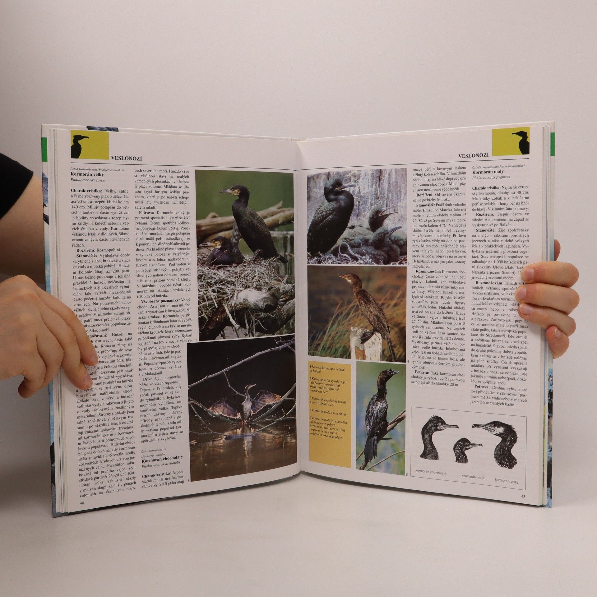 Autorenkollektiv Zoologická encyklopedie. Ptáci 1-3. díl