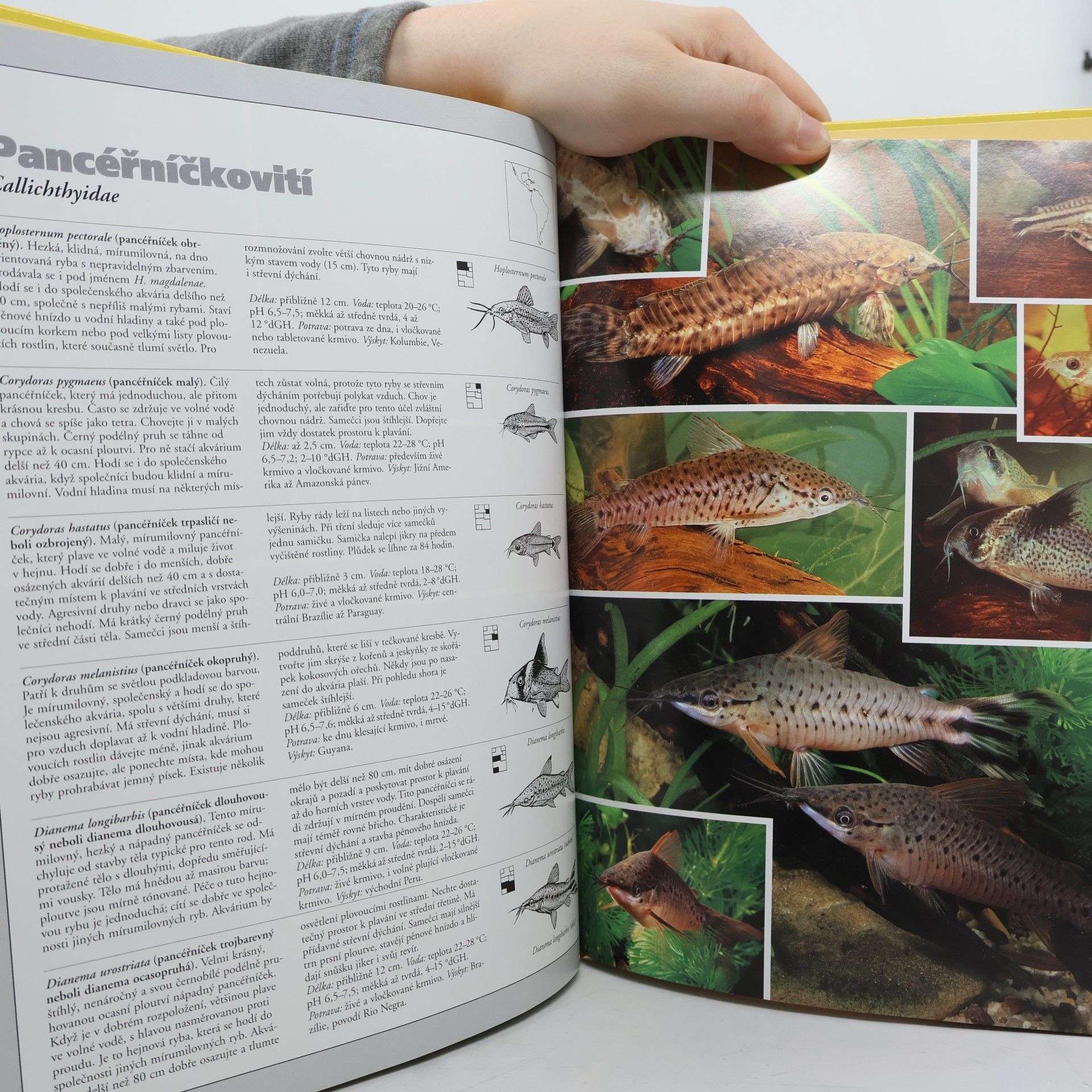 Autorenkollektiv Akvarijní ryby