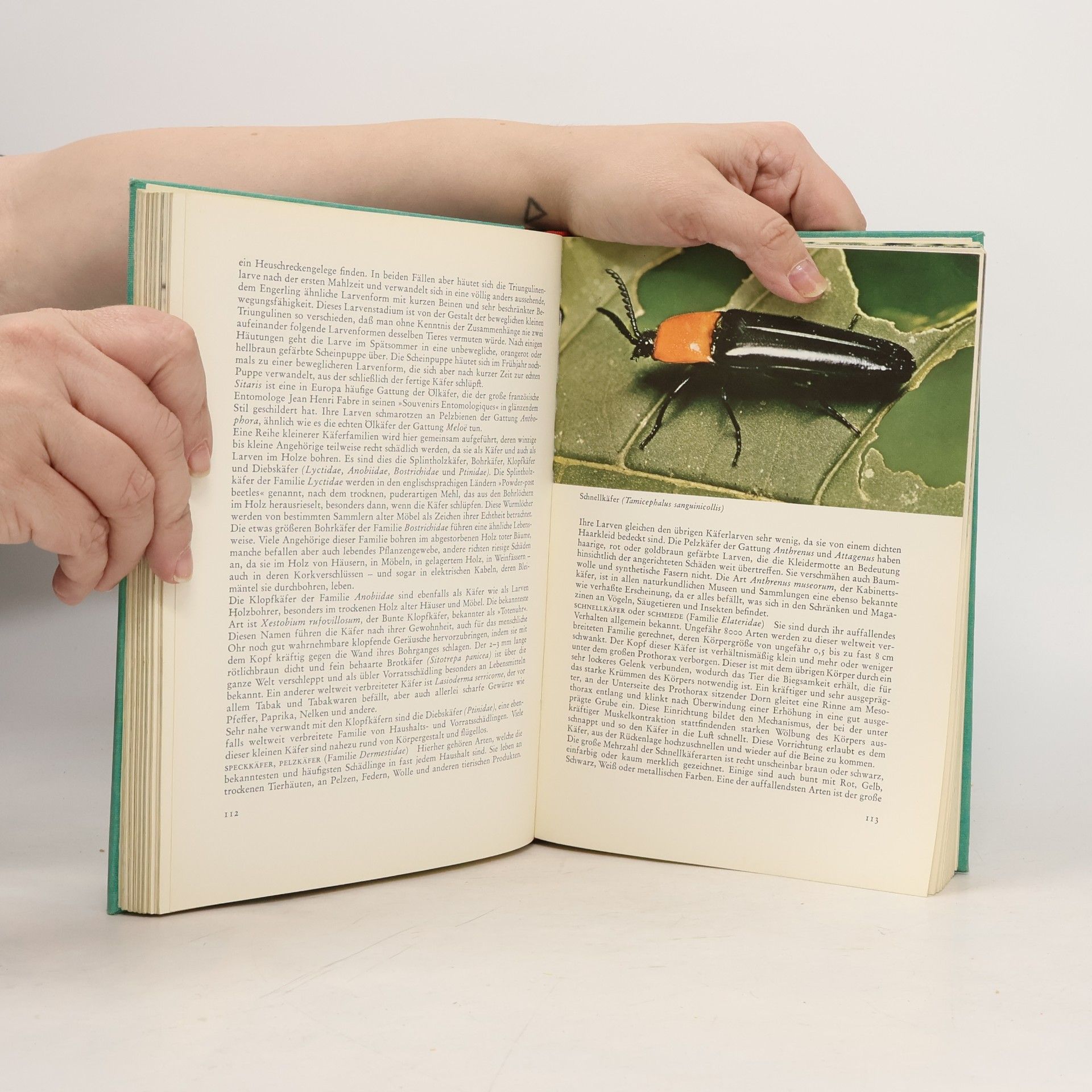 Collectif d'auteurs Knaurs Tierreich in Farben - Insekten