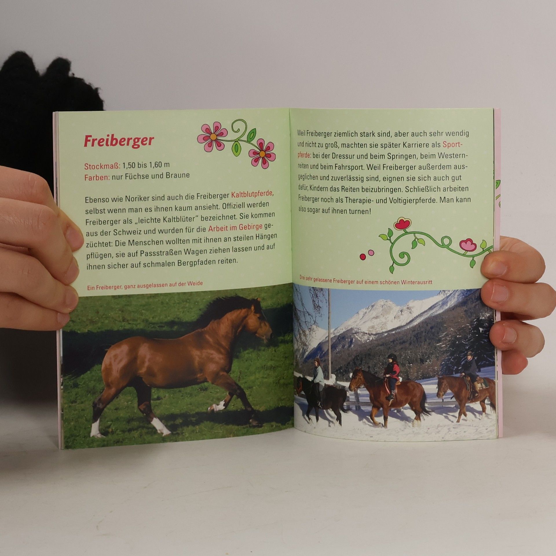 Cornelia Panzacchi Pferde und Ponys