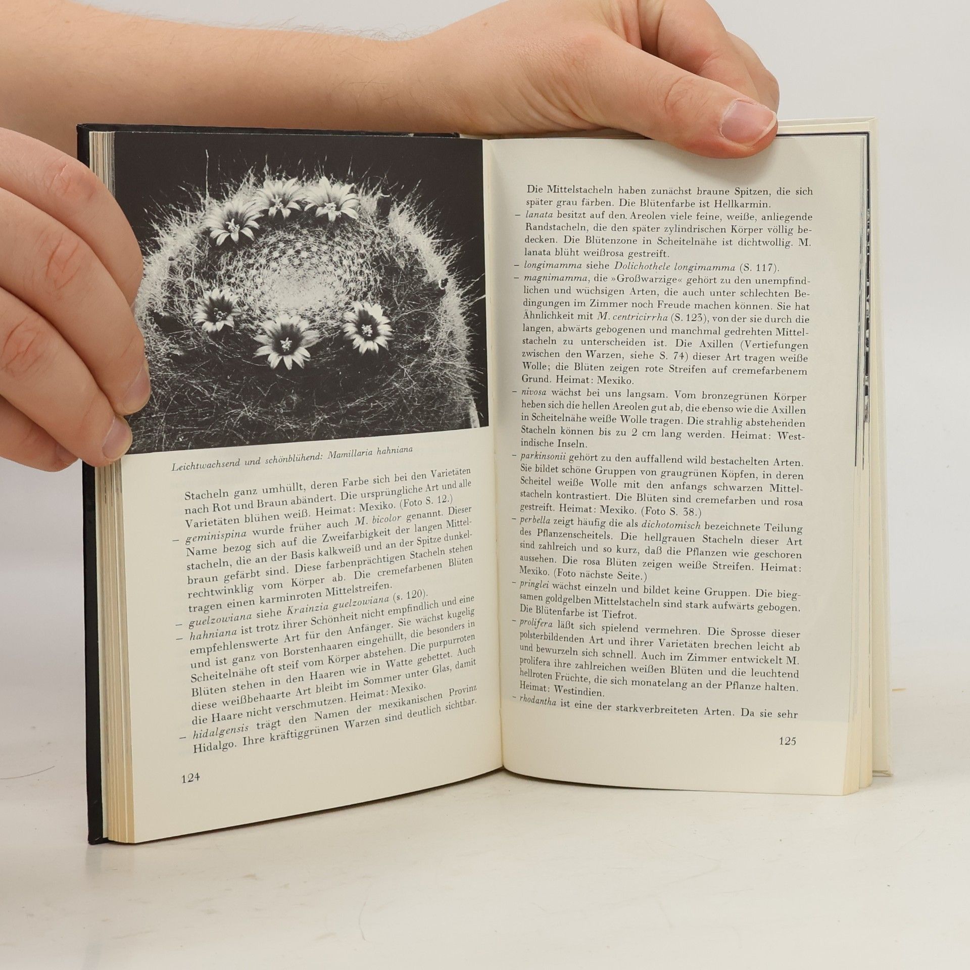 Werner Hoffmann Das kleine Kakteenbuch