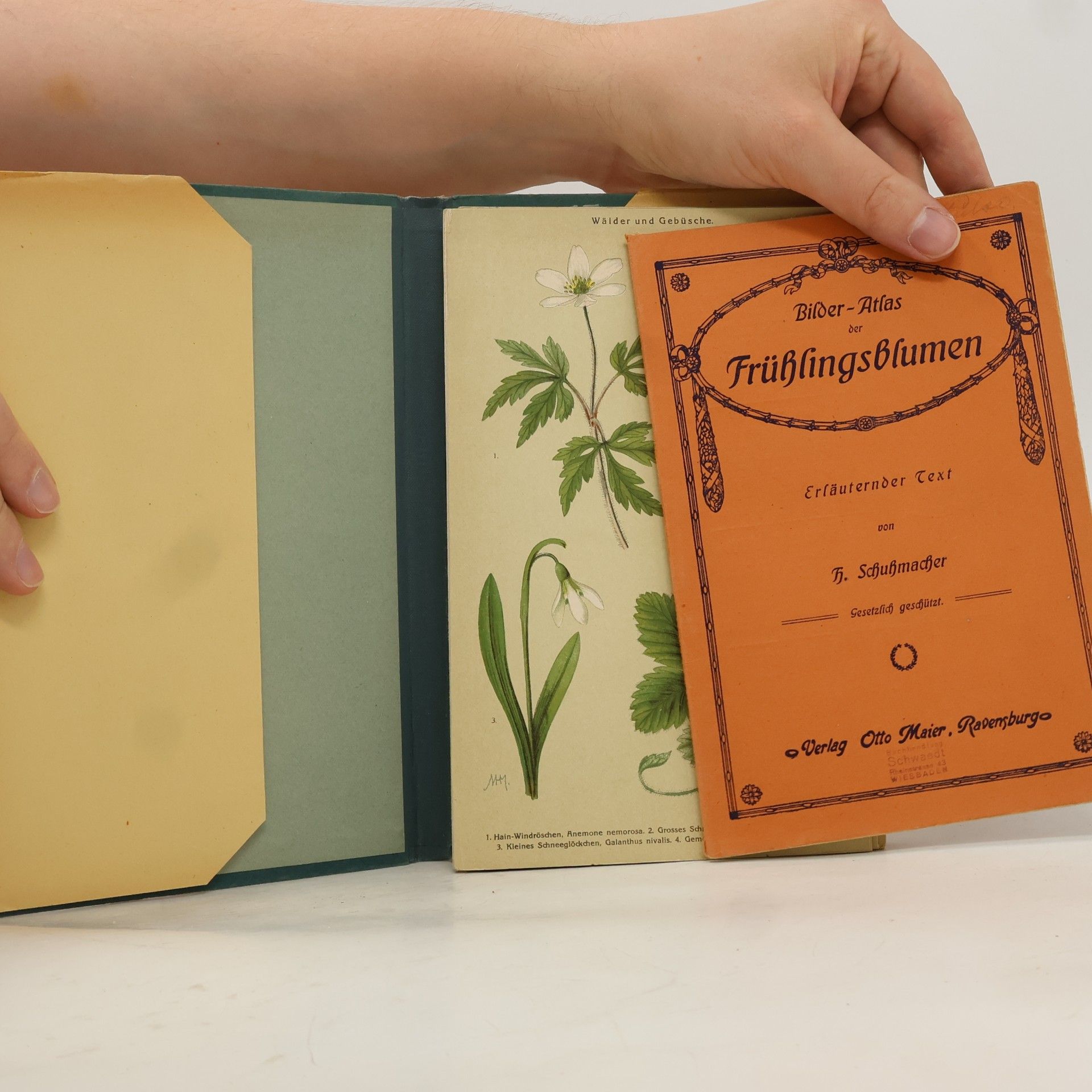 H. Schuhmacher Bilder-Atlas der Frühlingsblumen