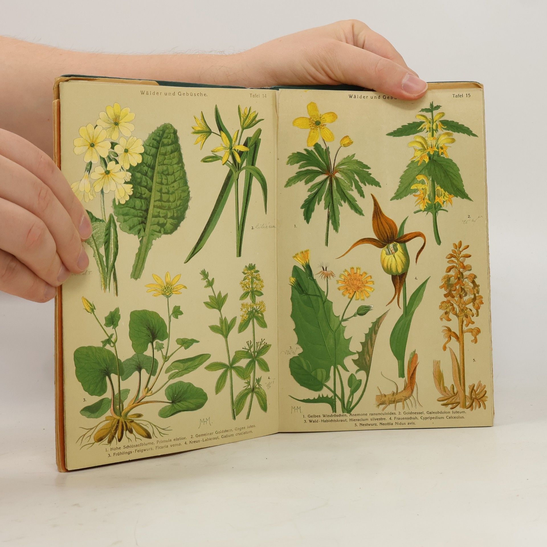 H. Schuhmacher Bilder-Atlas der Frühlingsblumen