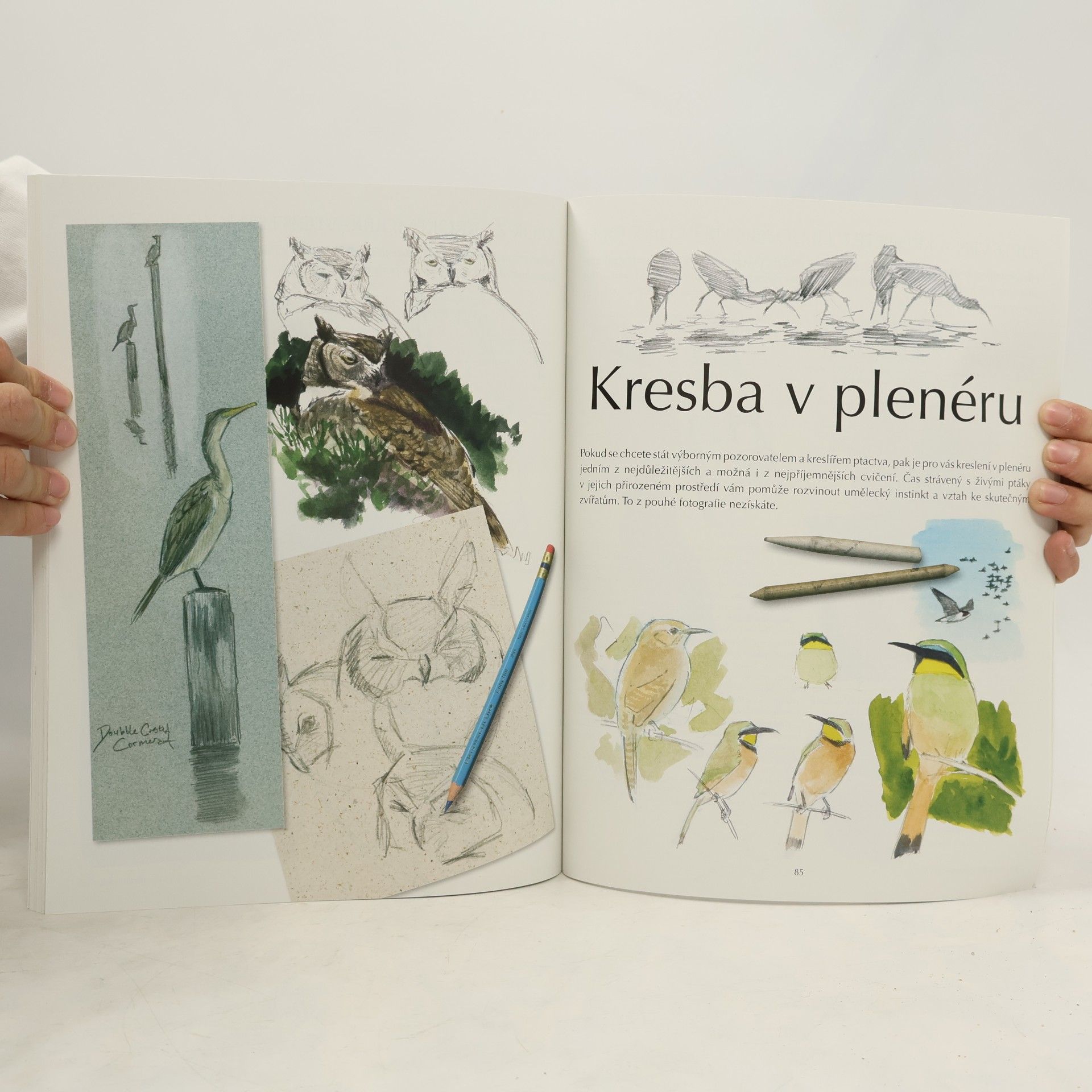 John Muir Laws Kreslení a pozorování ptáků