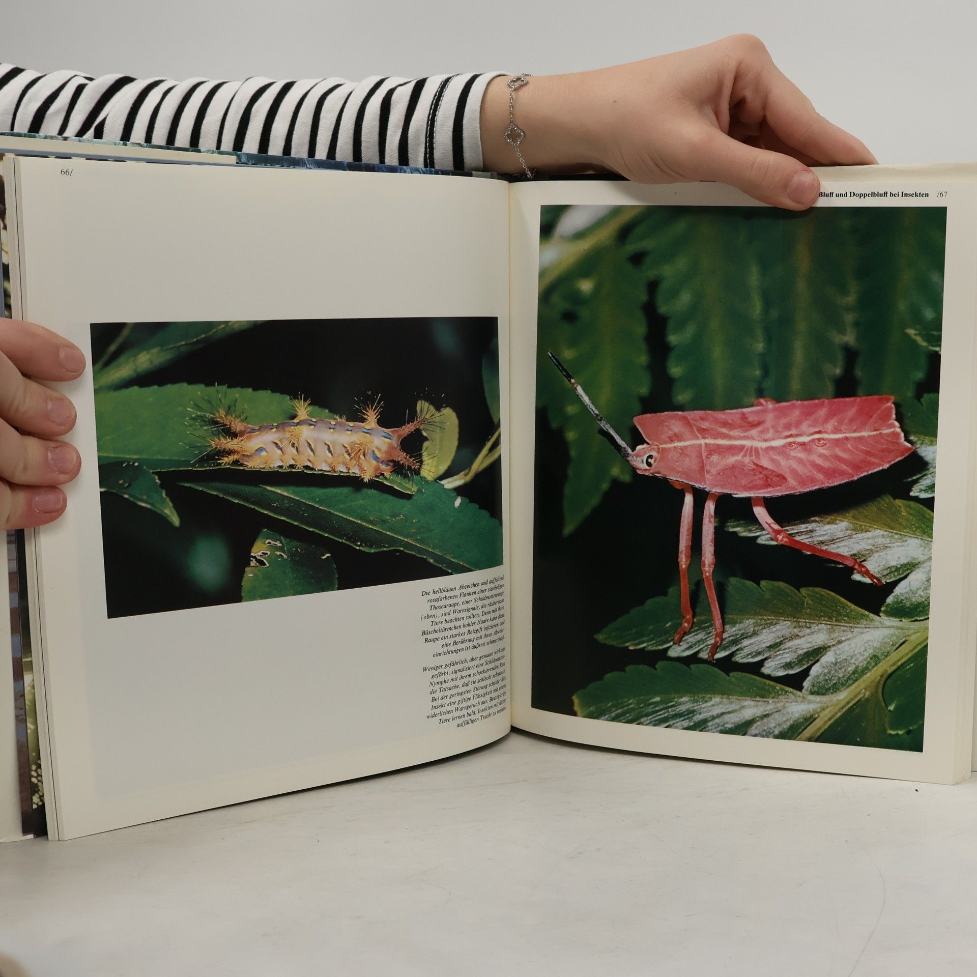 John Mackinnon Borneo
