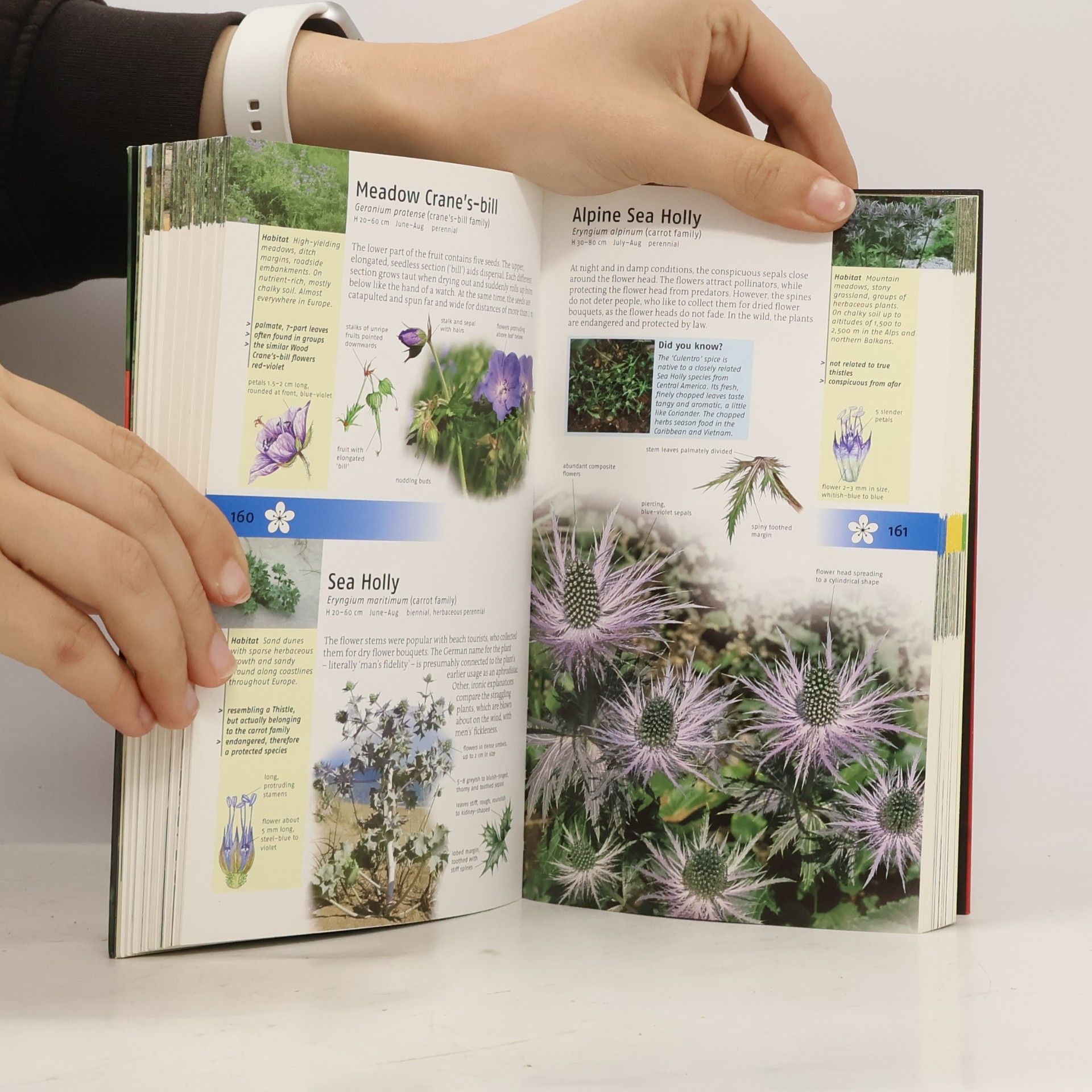 Margot Spohn Black's Nature Guides: Wild Flowers of Britain and Europe