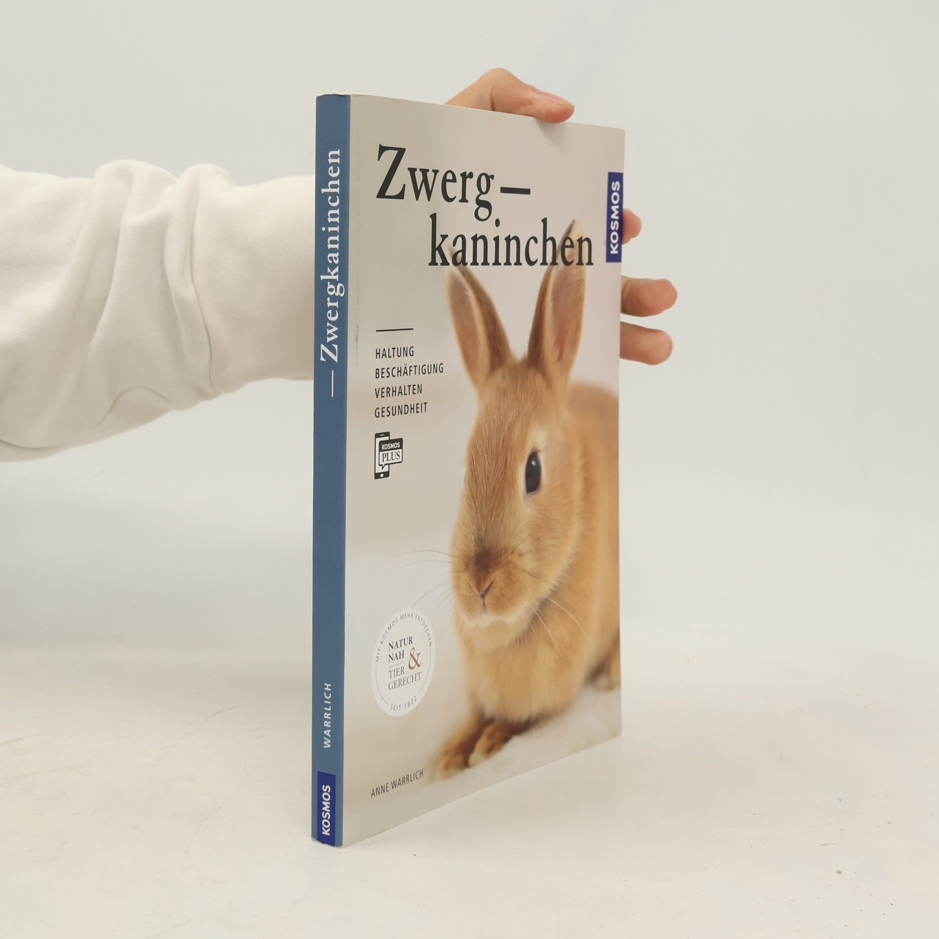 Zwergkaninchen