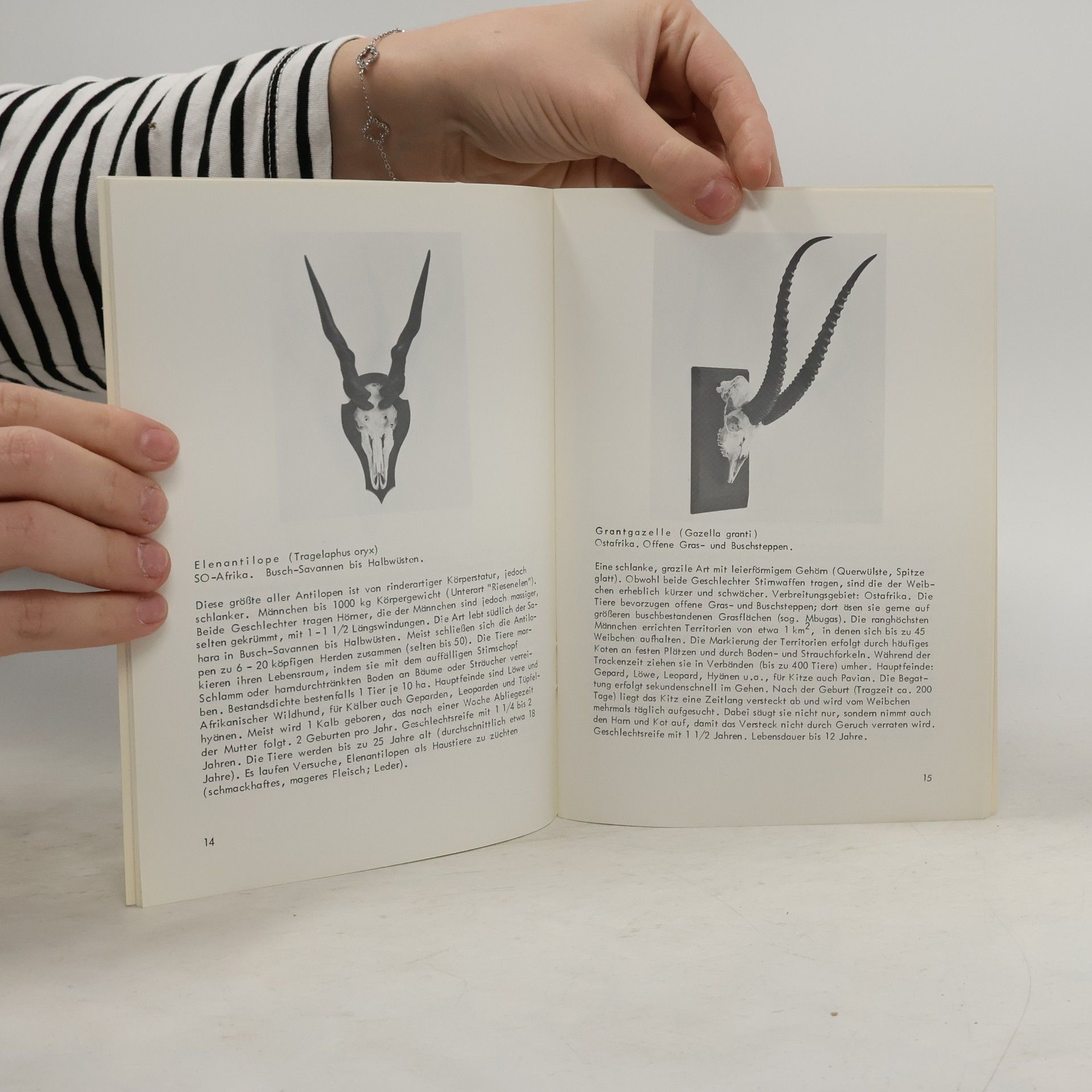 Gerhard Boenigk Gehörn und Geweih. Die Stirnwaffen der Huftiere