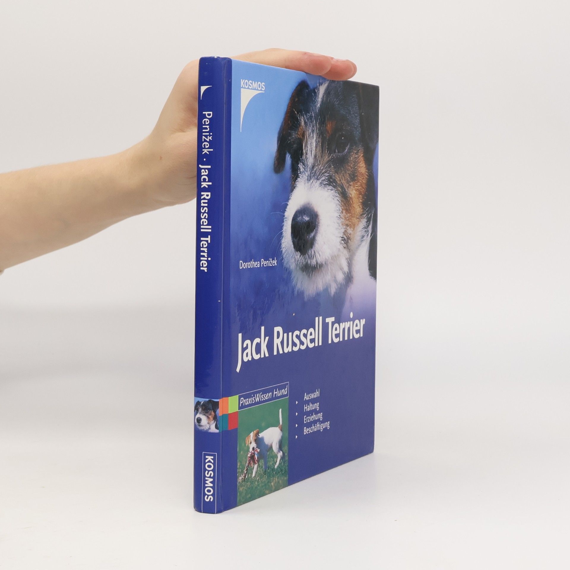 Jack-Russell-Terrier