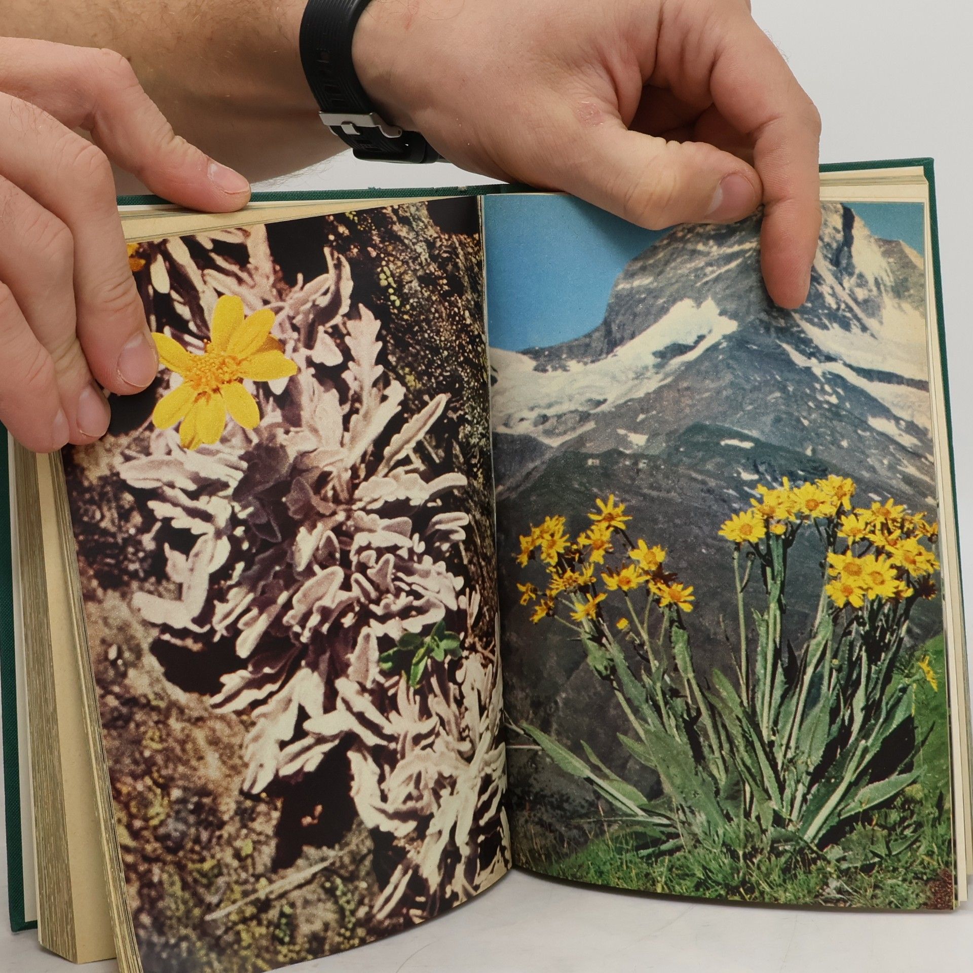 Paula Kohlhaupt Alpenblumen