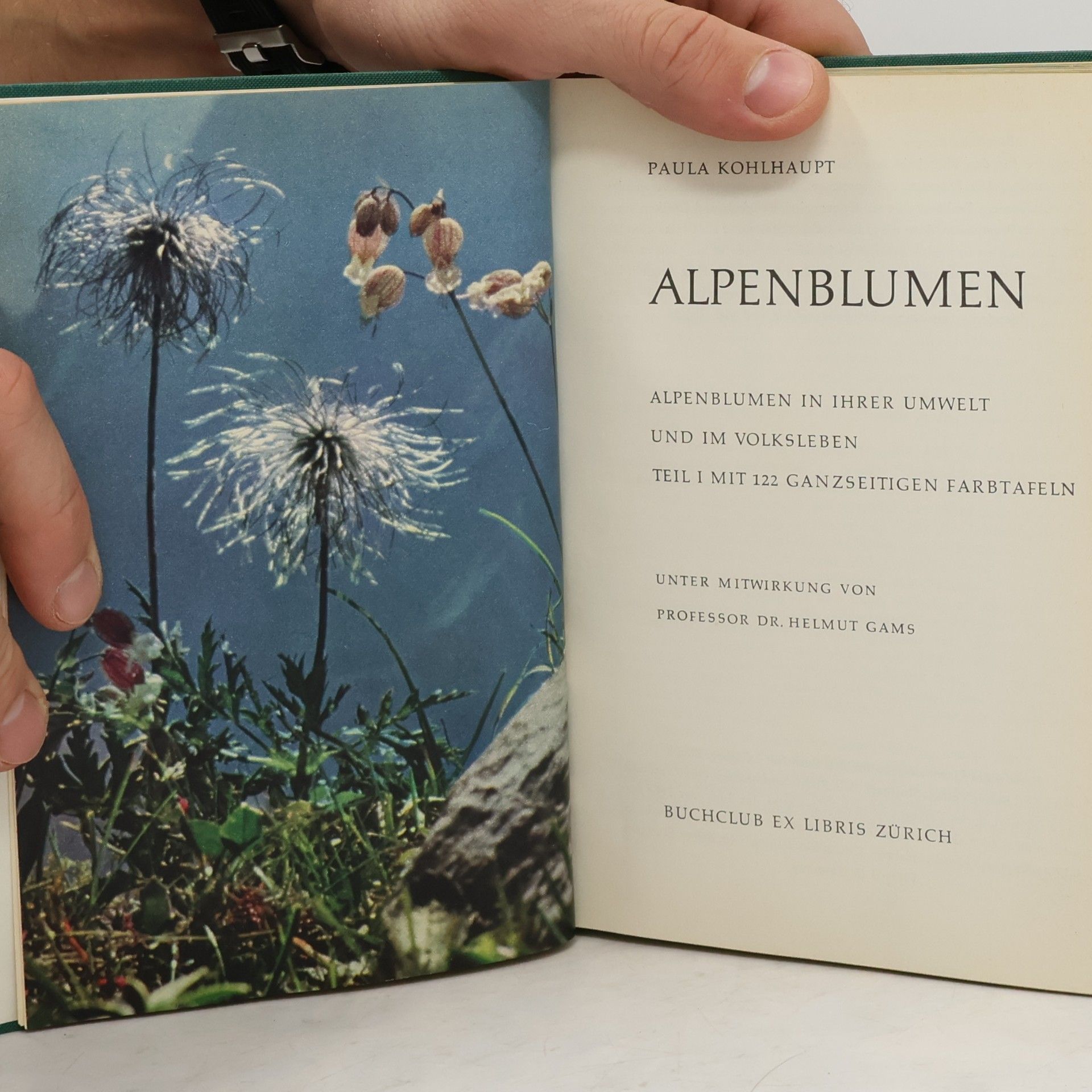 Paula Kohlhaupt Alpenblumen