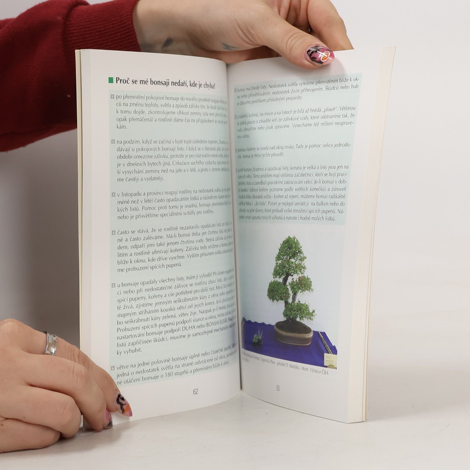 Jaroslav Pišl Bonsai