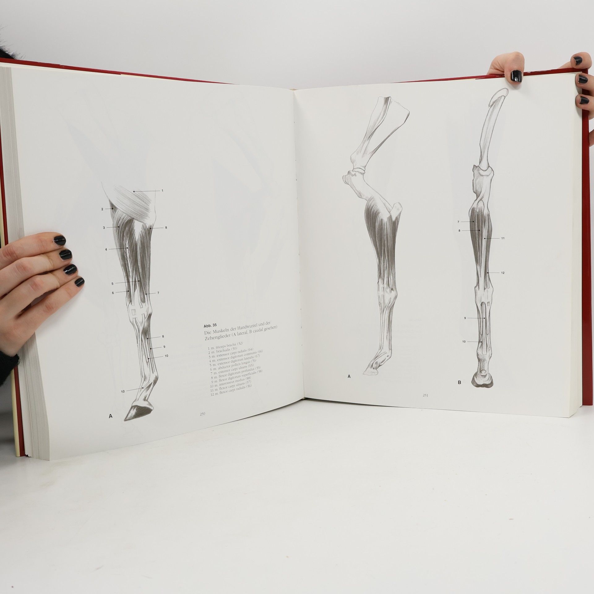 András Szunyoghy Anatomische Zeichenschule