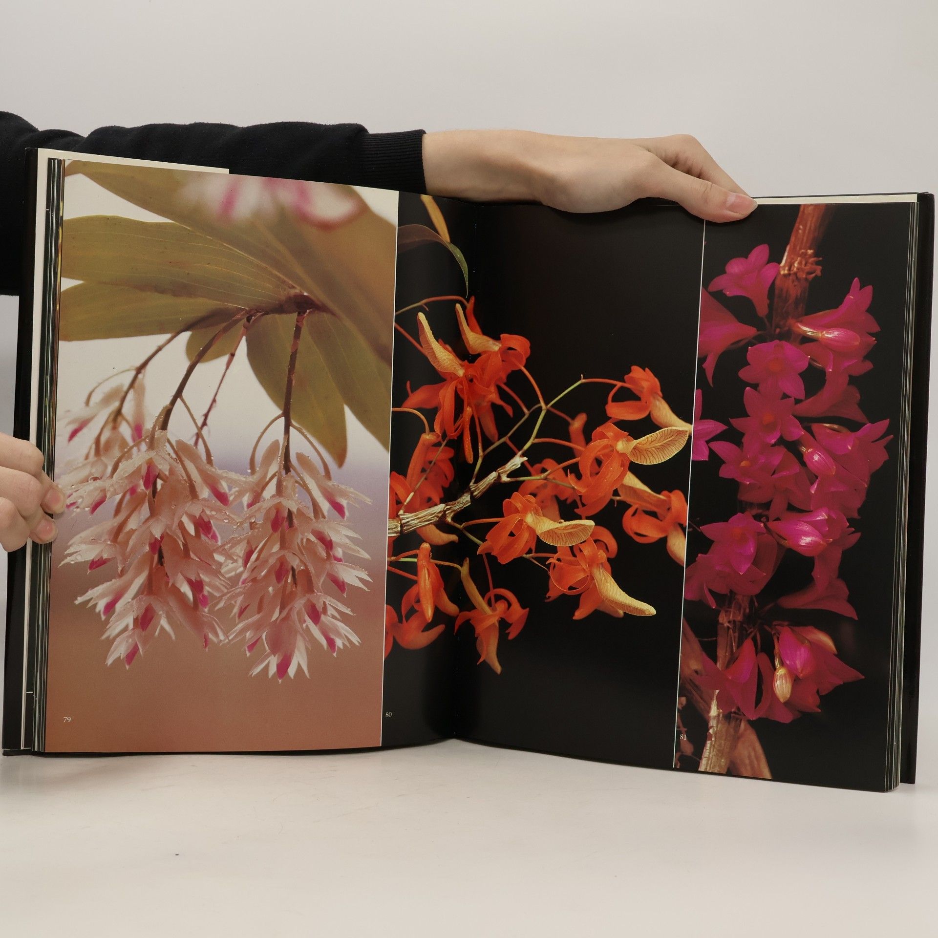 Takashi Kijima Orchideen
