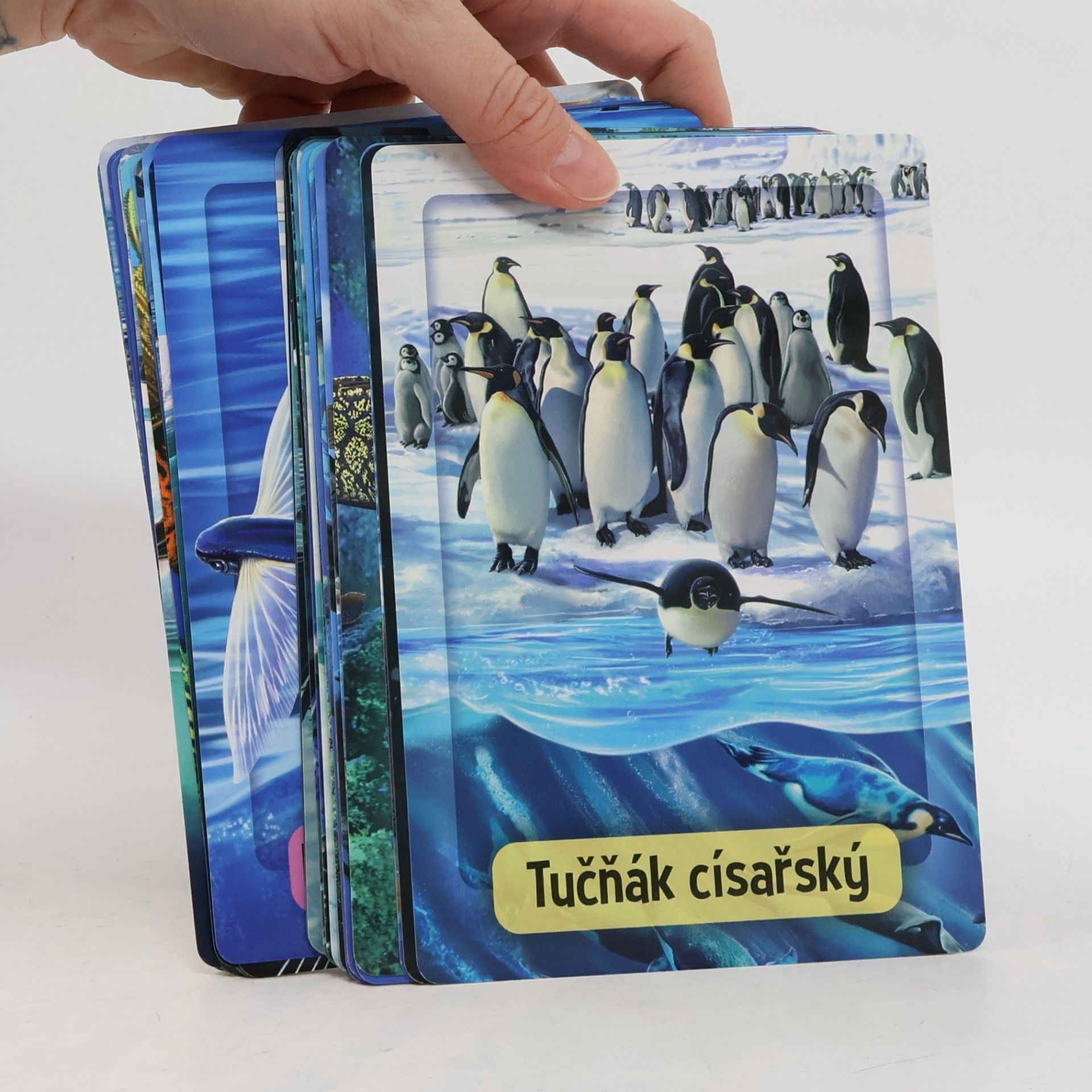 Kolektiv autorů Moře a oceány