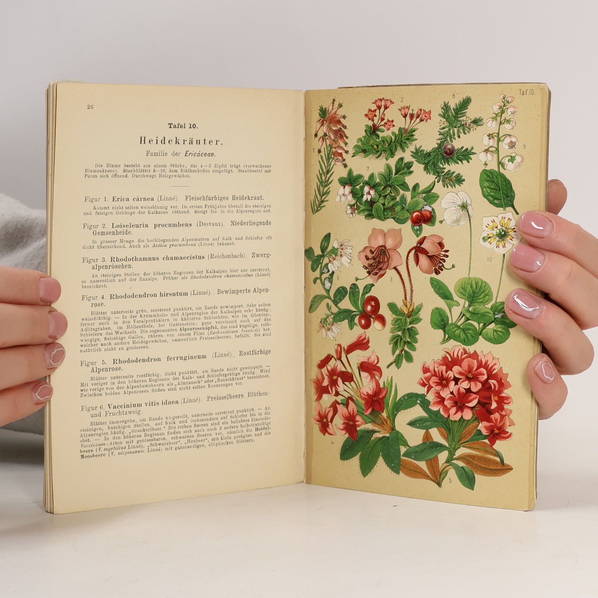 Beck V. Mannagetta Alpenblumen des Semmering-Gebietes