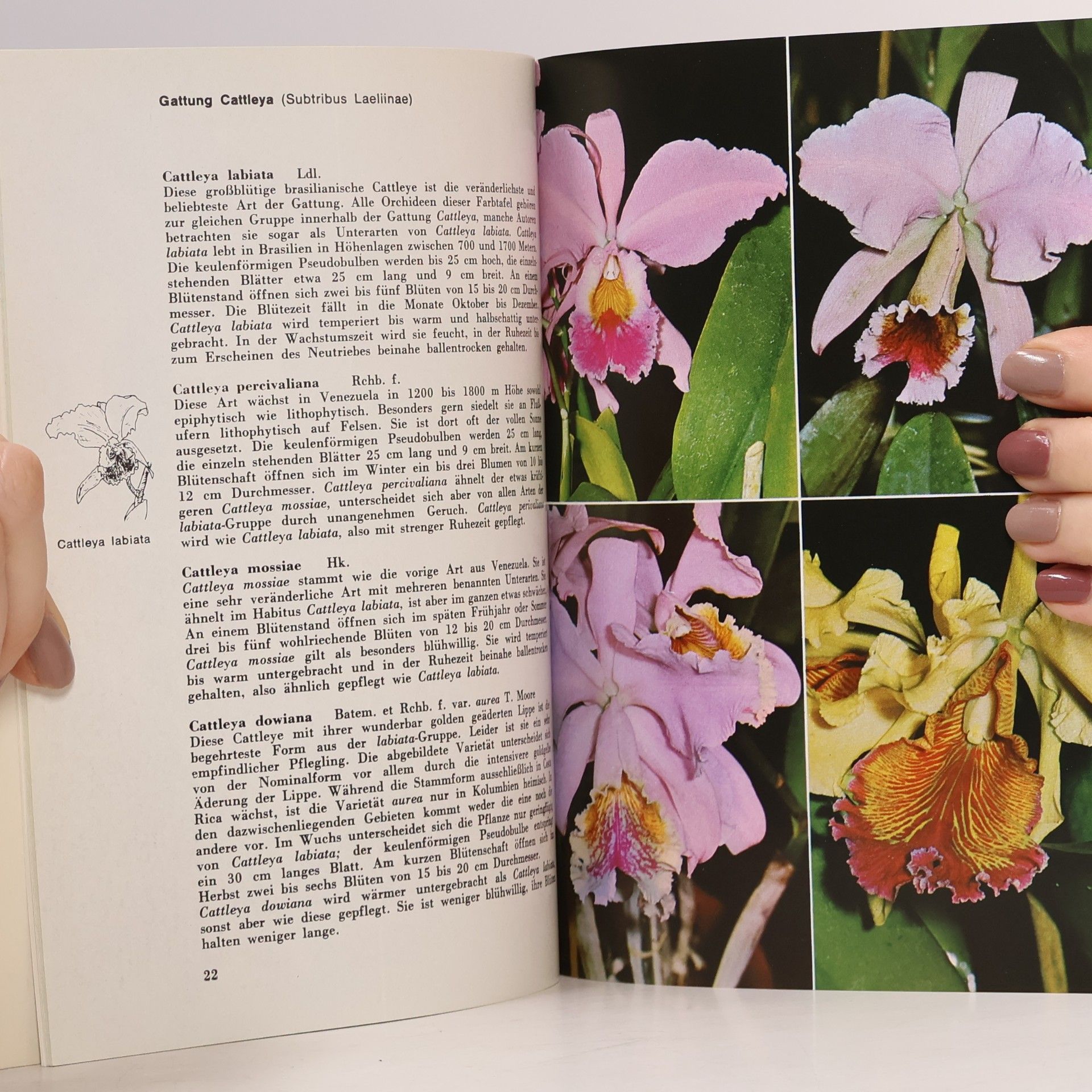 Helmut Bechtel Exotische Orchideen