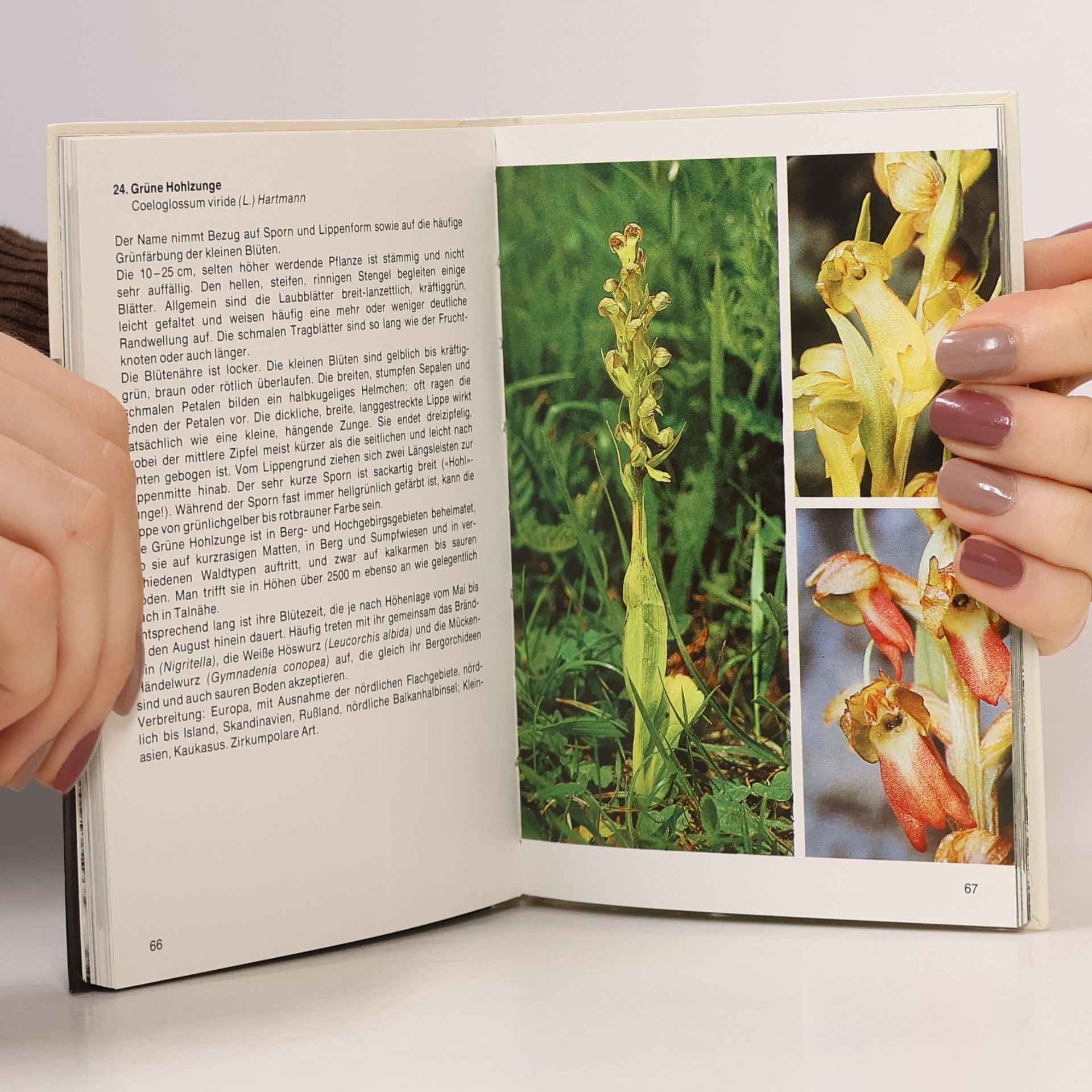 Edeltraud Danesch Orchideen