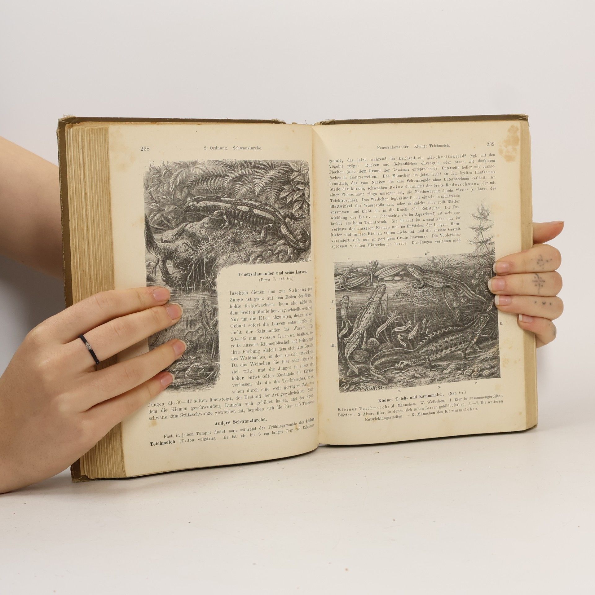 Schmeil Lehrbuch der Zoologie