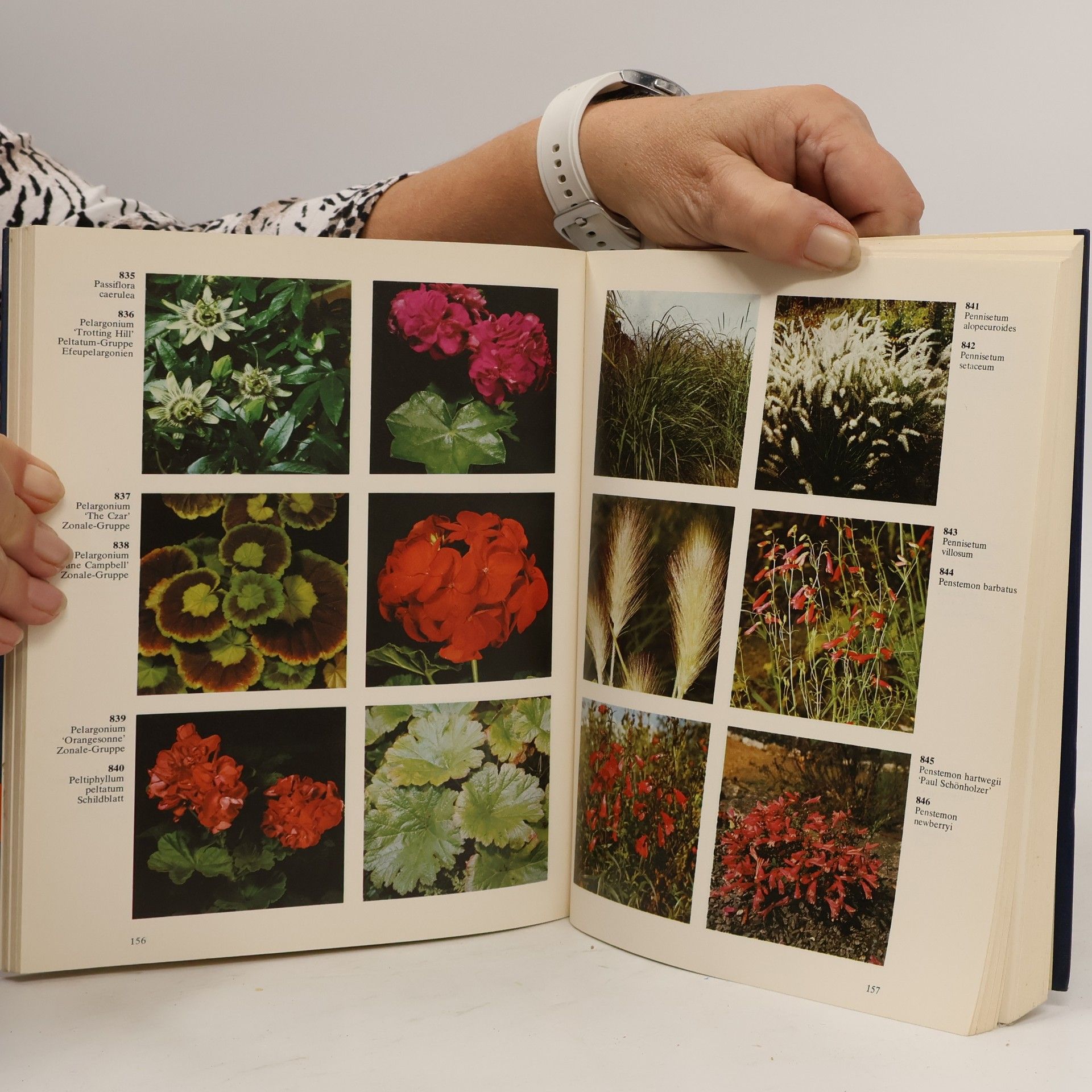 Roy Hay Gartenblumen