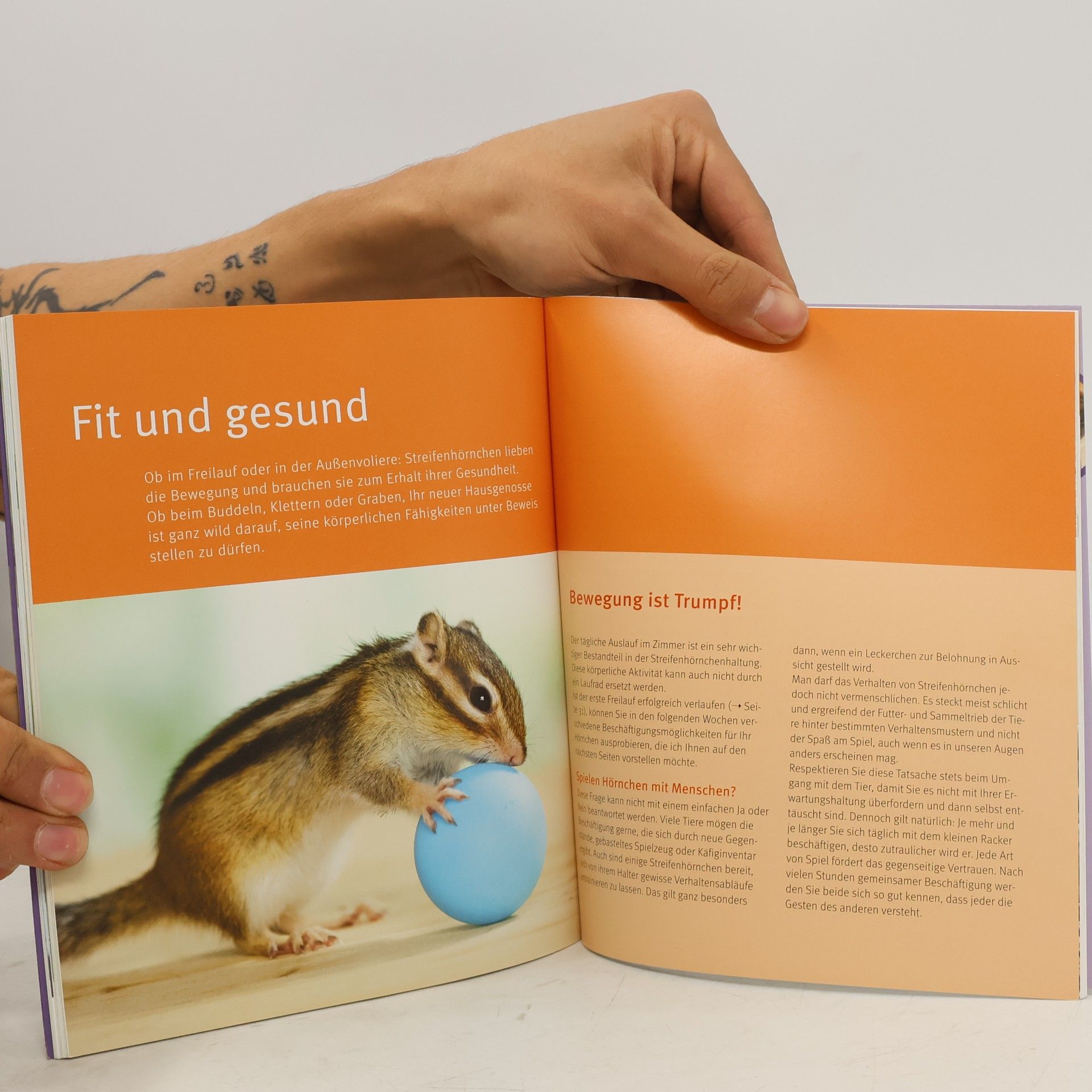 Alexandra Beißwenger Streifenhörnchen