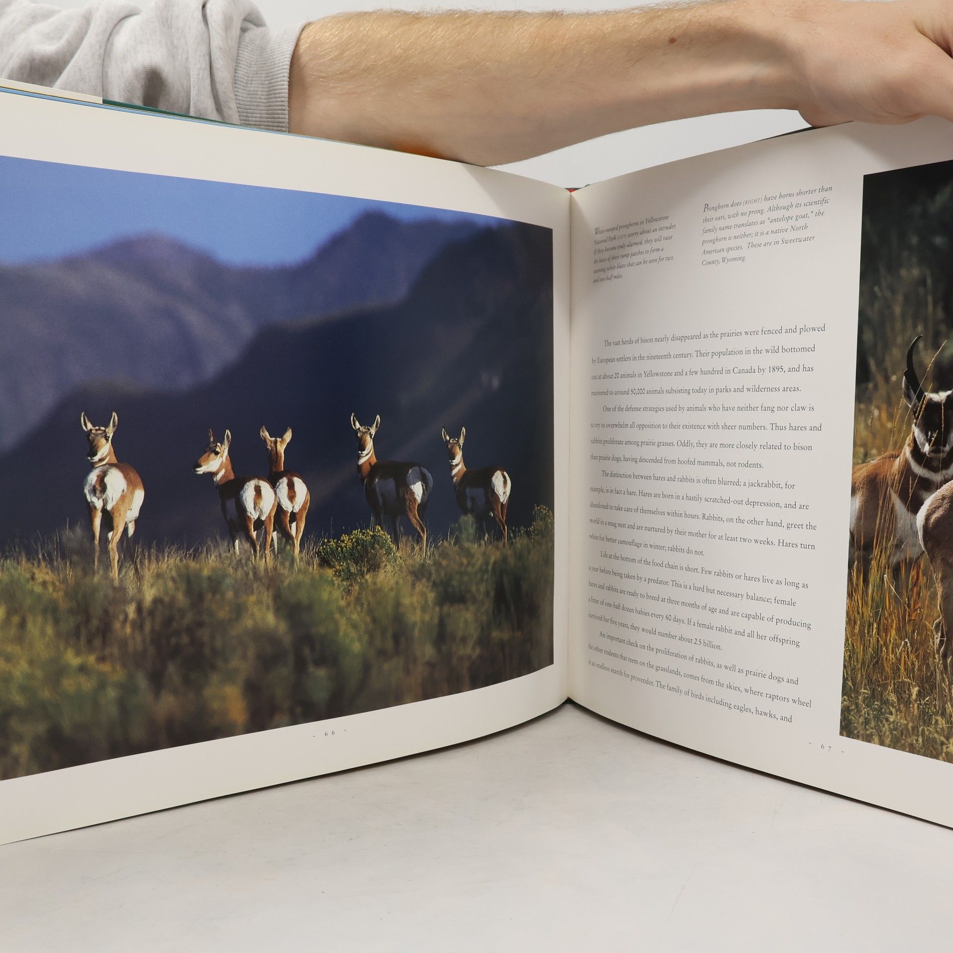 Thomas A. Lewis Wildlife of North America
