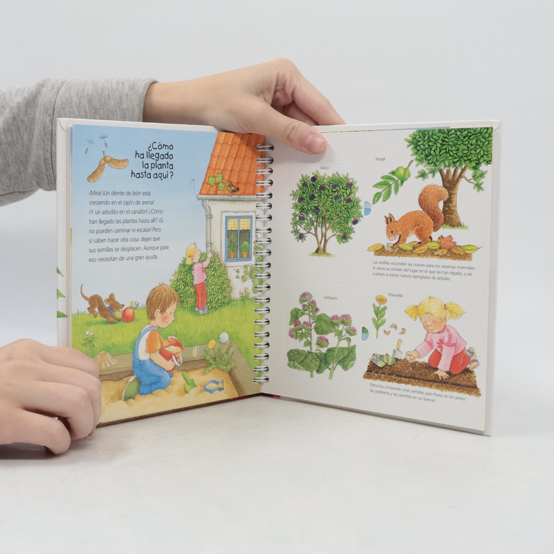 Constanza Droop Junior: ¿Qué? ¿Cómo? ¿Por qué?: ¿Qué planta crece aquí? - Castellano