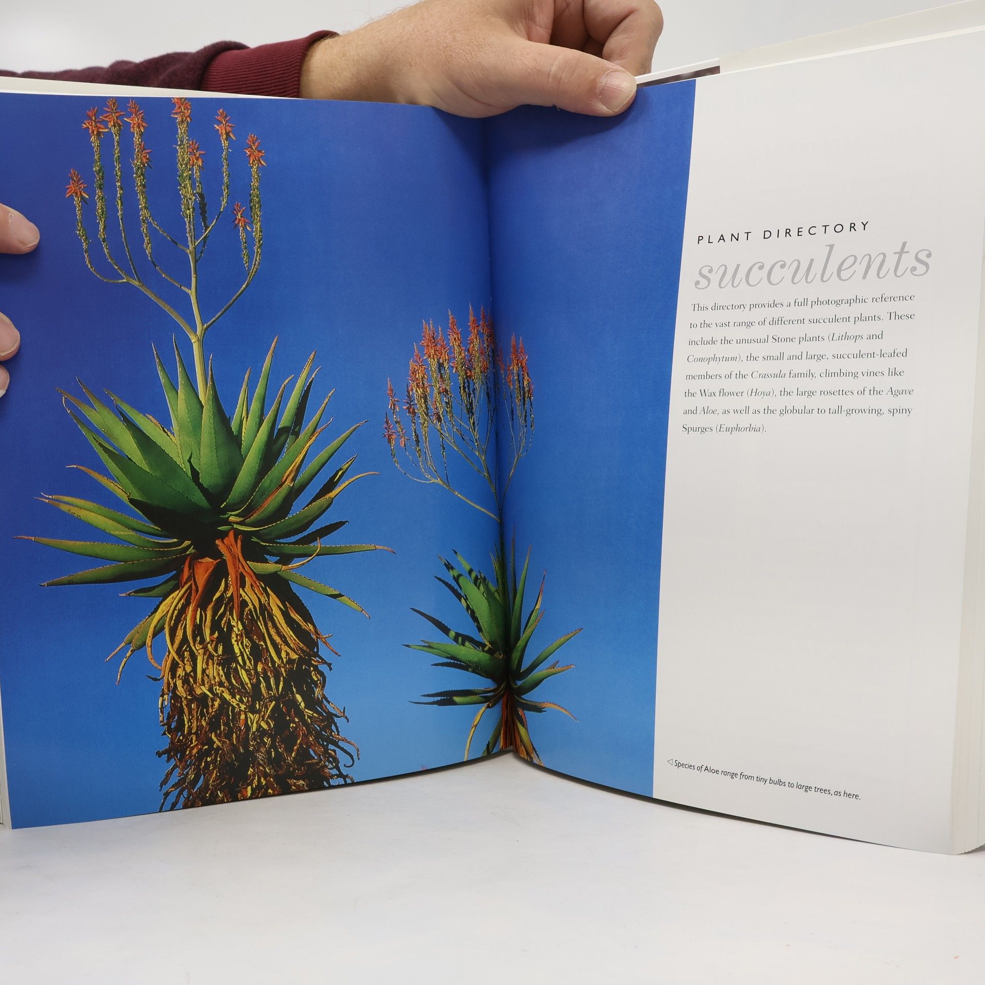 Miles Anderson Cacti & Succulents
