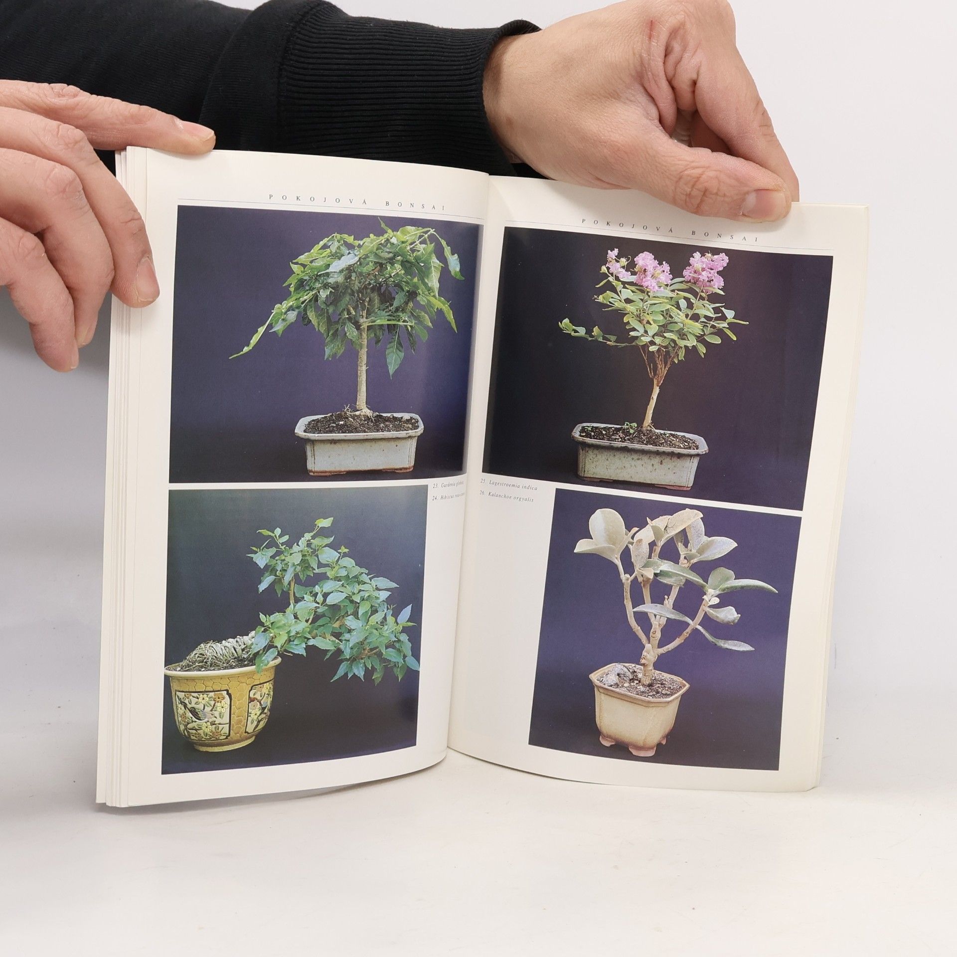 Jindřich Votýpka Pokojová bonsai