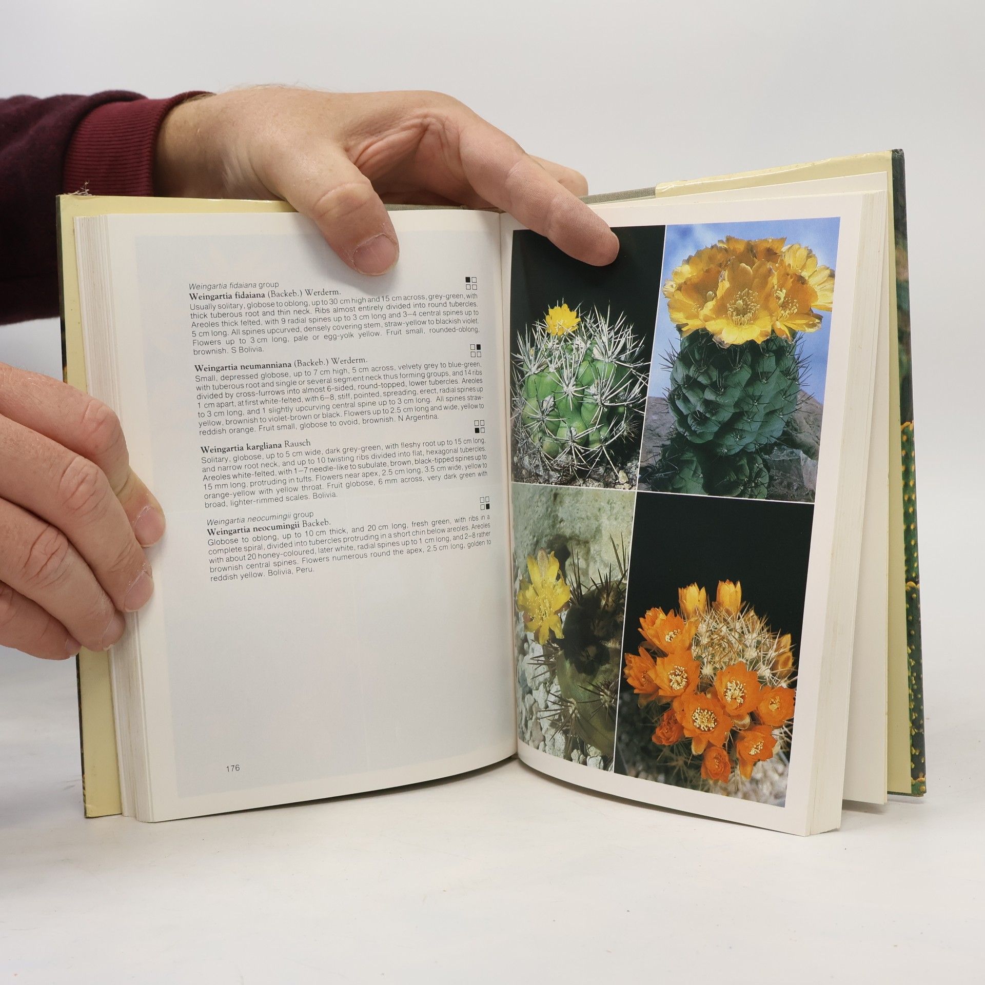 Erik Haustein The Cactus Handbook