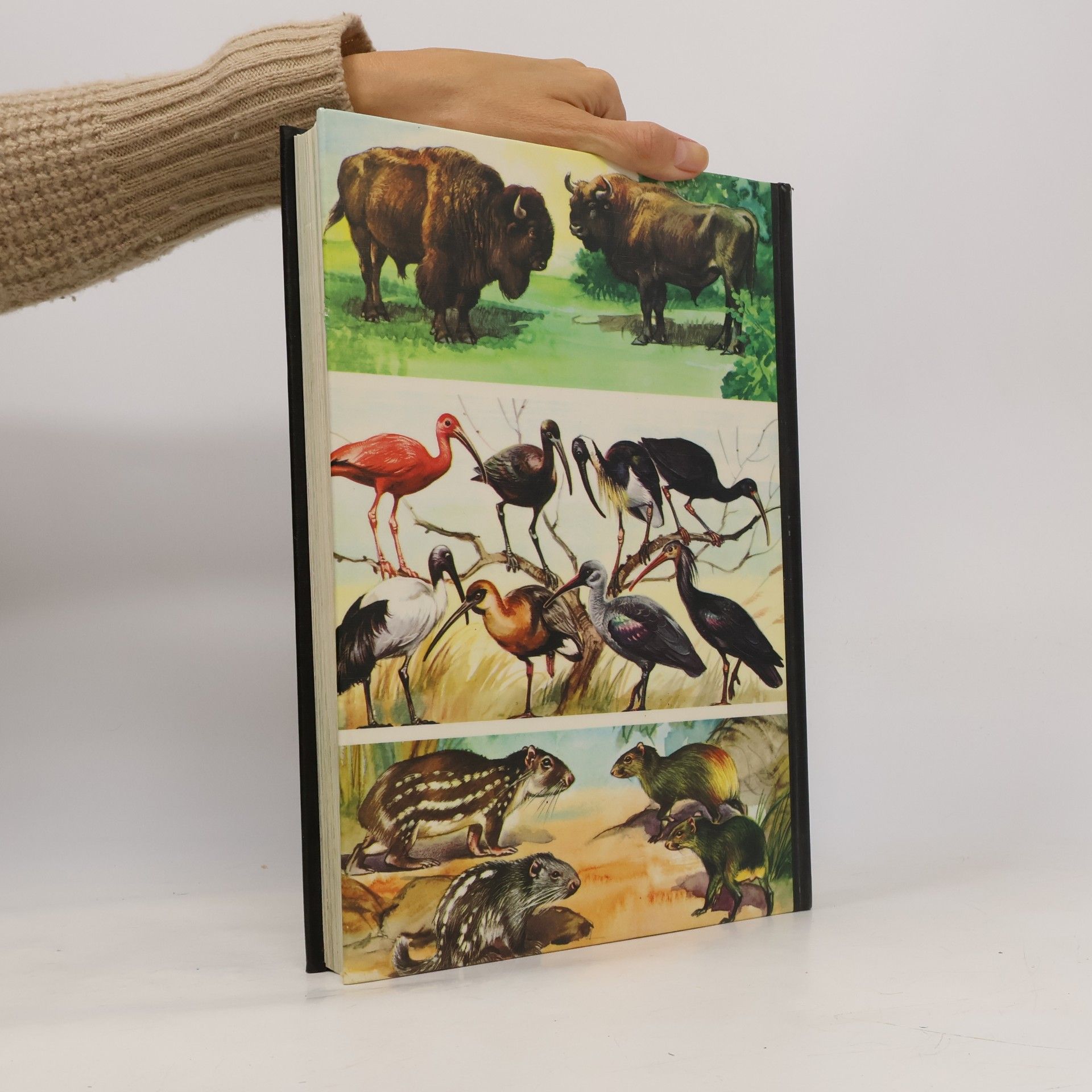 Wilhelm Eigener Eigener Enzyklopädie der Tiere 2