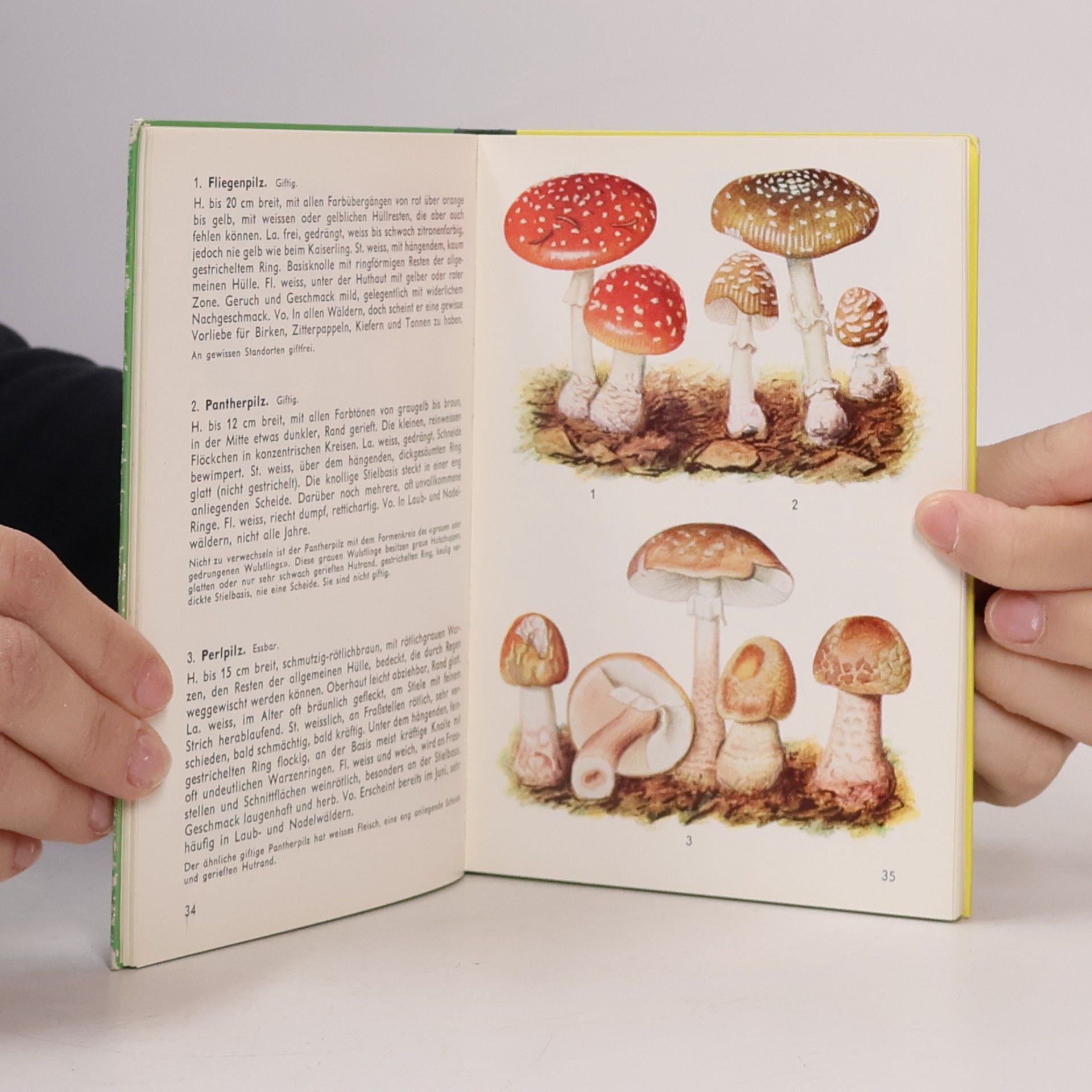 Ernst Habersaat Mein Pilzbuch