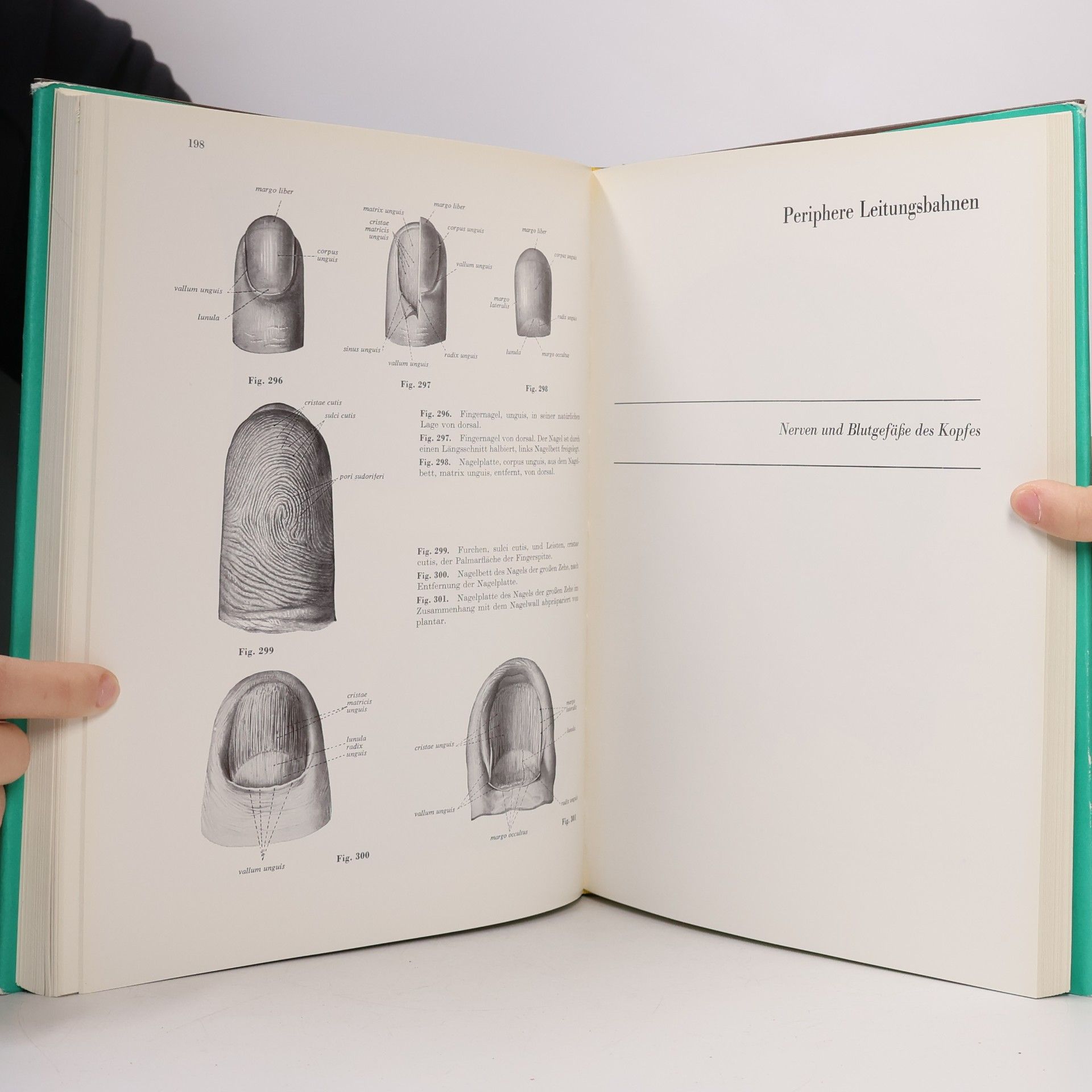 Johannes Sobotta Atlas der Anatomie des Menschen 3