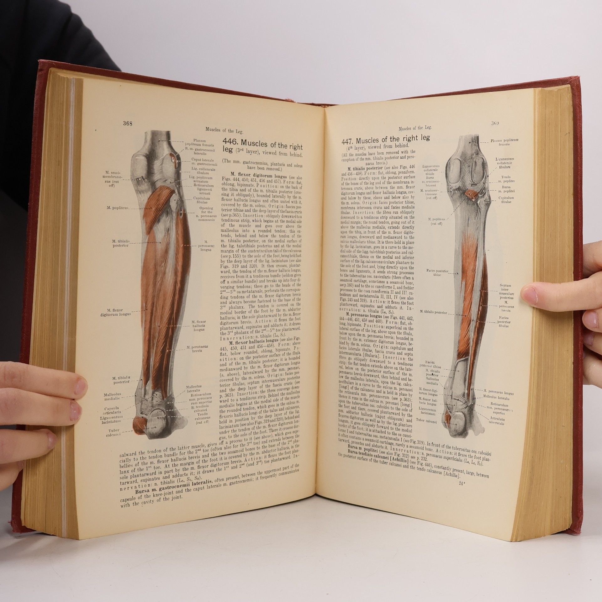 Werner Spalteholz Hand Atlas of Human Anatomy