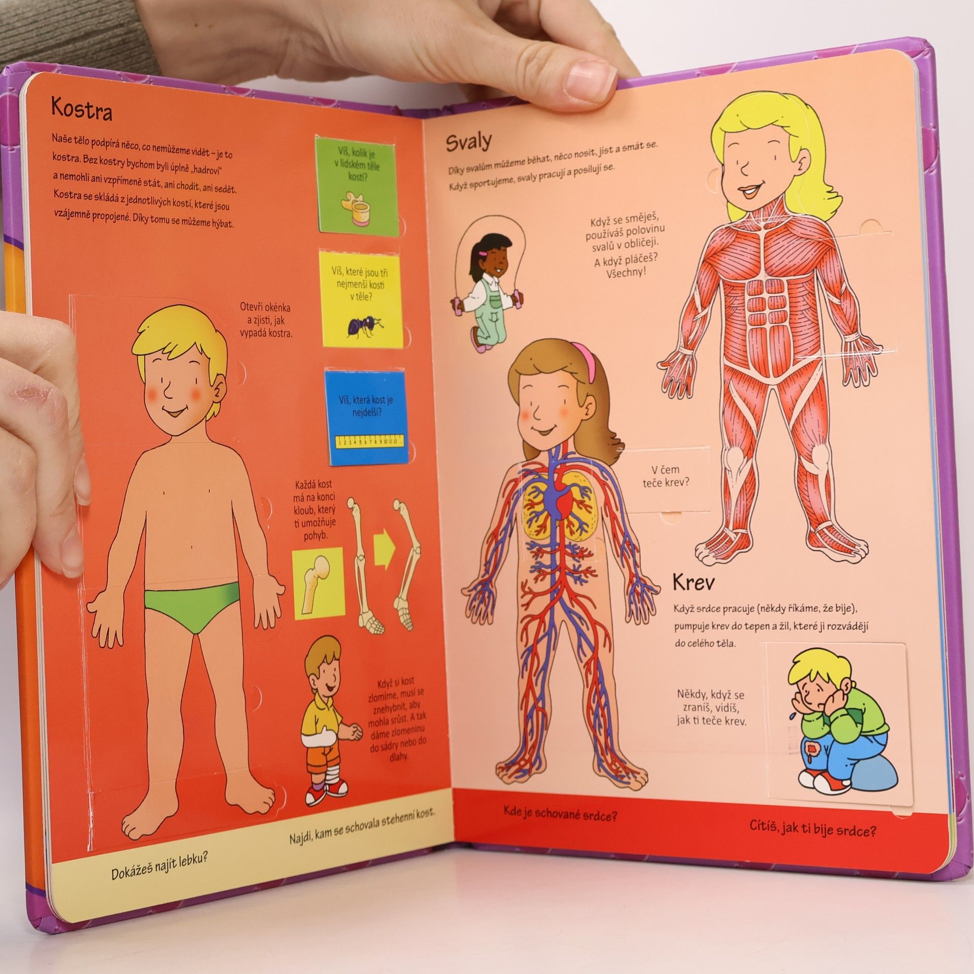 Autorenkollektiv Lidské tělo – podívej se pod okénko!