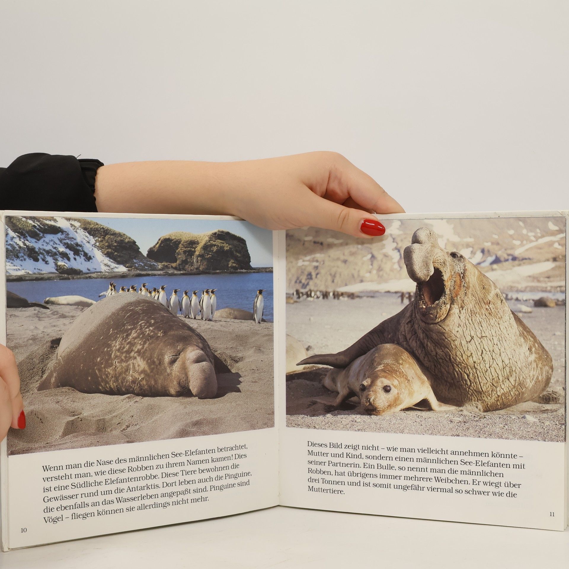 Mary Hoffman Tiere in der Wildnis. Robben
