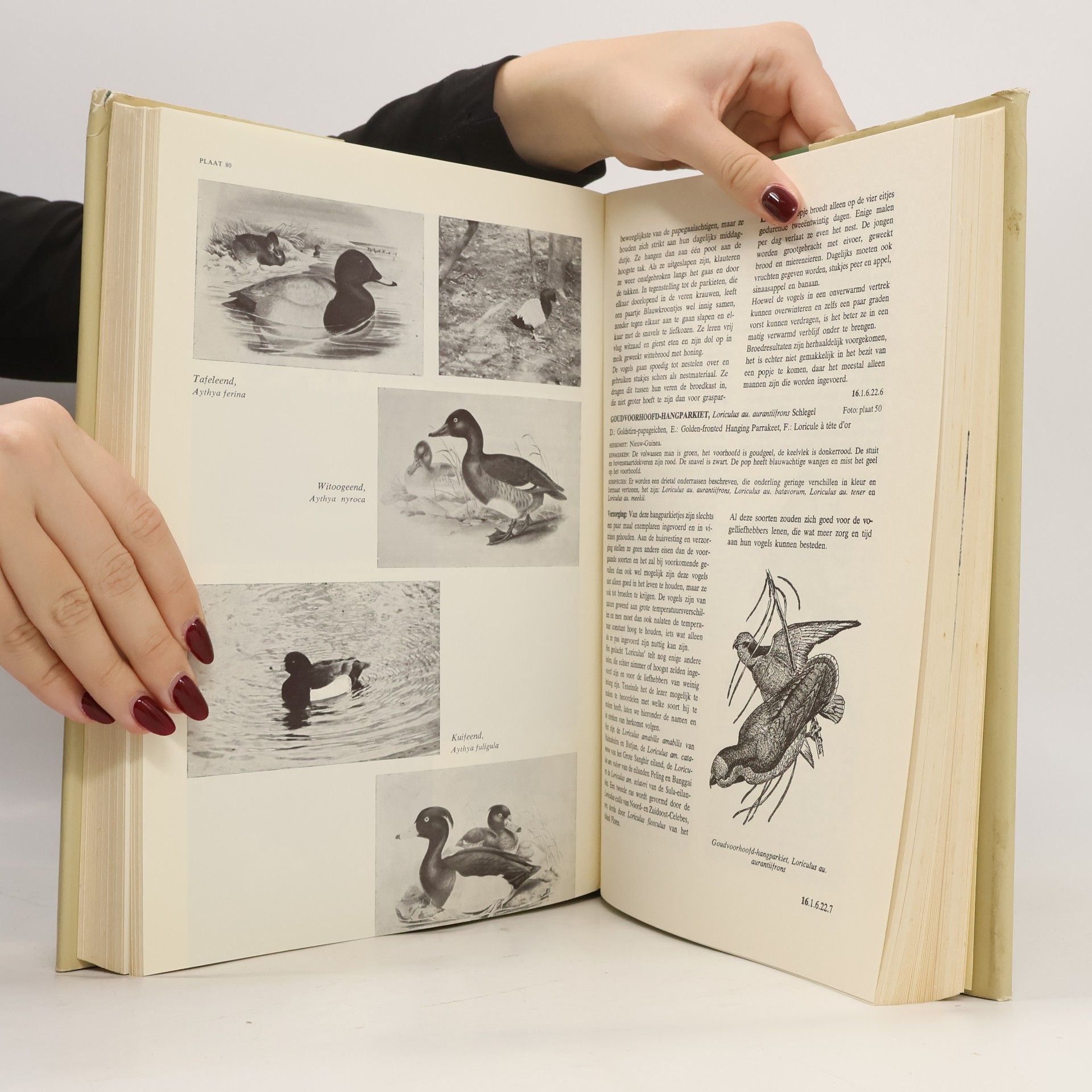 Abram Rutgers Encyclopedie voor de vogelliefhebber II.