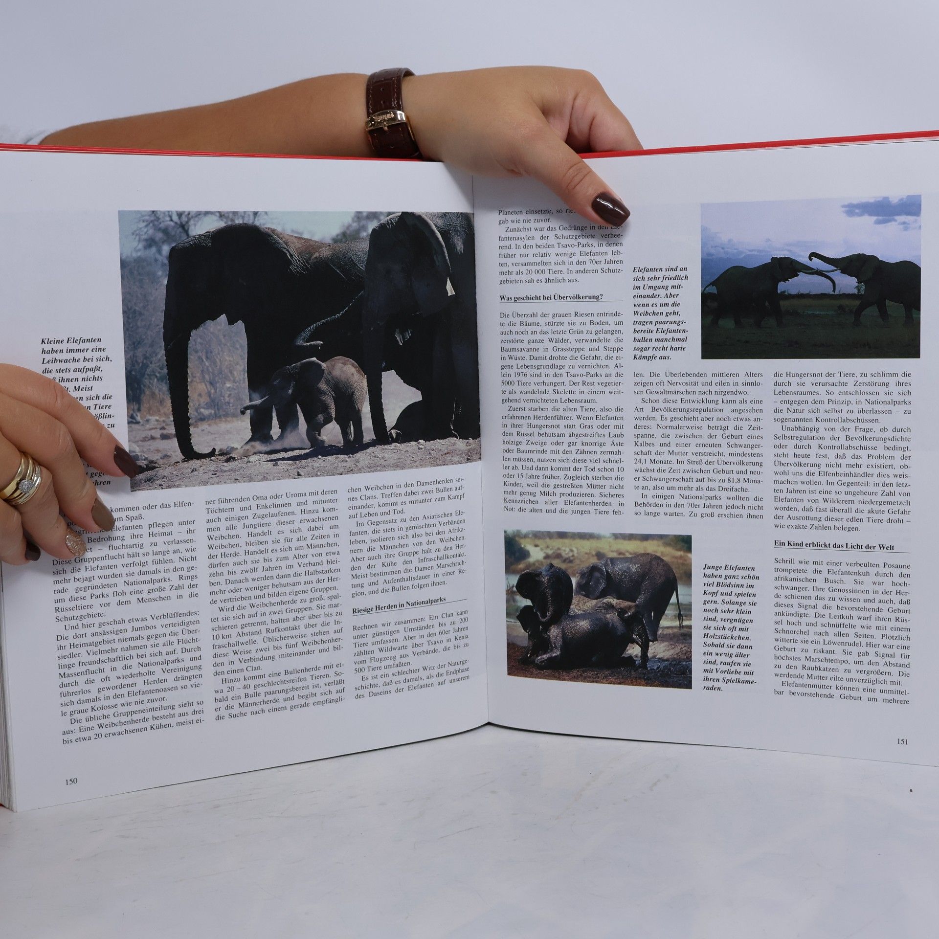 Autorenkollektiv Das grosse Jugendbuch