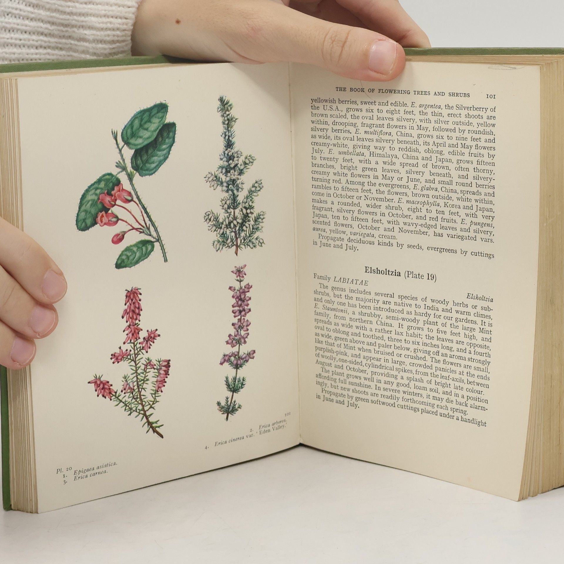 Stanley B. Whitehead The Book of Flowering Trees & Shrubs