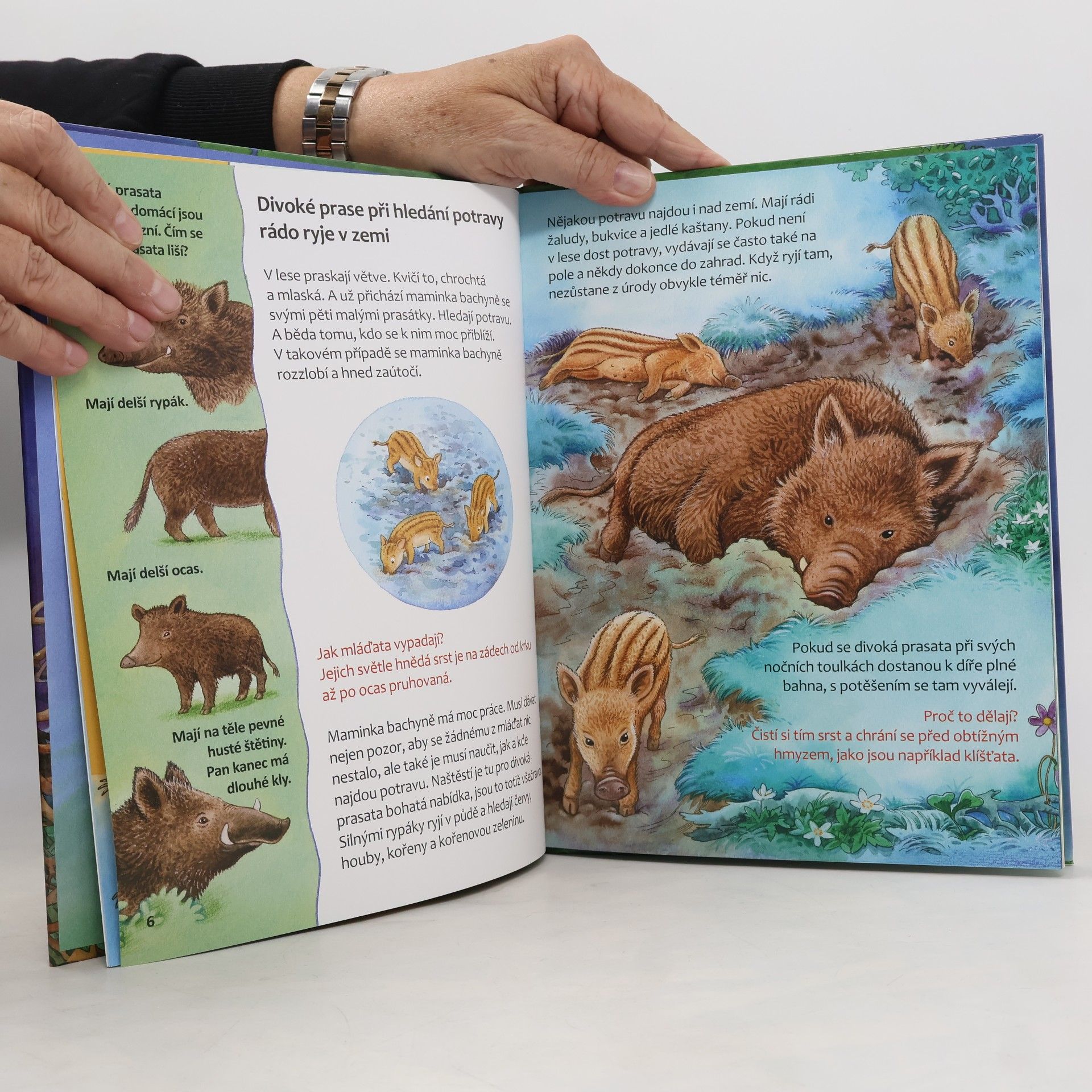 Friederun Reichenstetter Noční zvířata : jak vyrůstají a žijí?